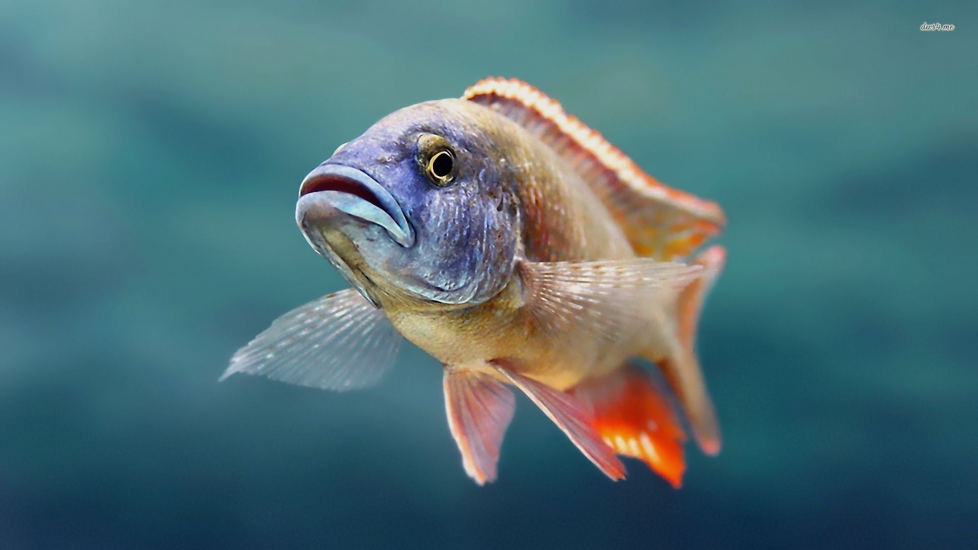 nature, underwater, day, no people, one animal, animals, wildlife, water, animal, fish, close, cyprinid, outdoors, 1080P, goldfish, turtle, focus on foreground, HD Wallpaper