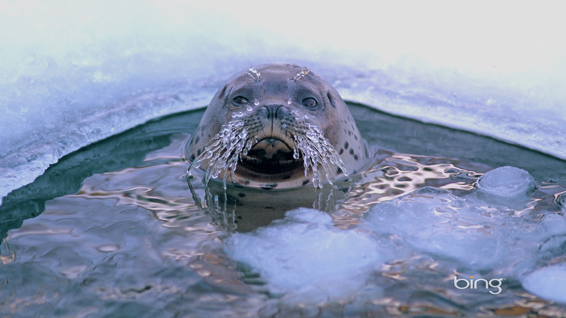vertebrate, animal head, portrait, outdoors, animals, loggerhead, marine, musteline mammal, coast, swimming, aquatic mammal, beach, summer, sea turtle, HD Wallpaper