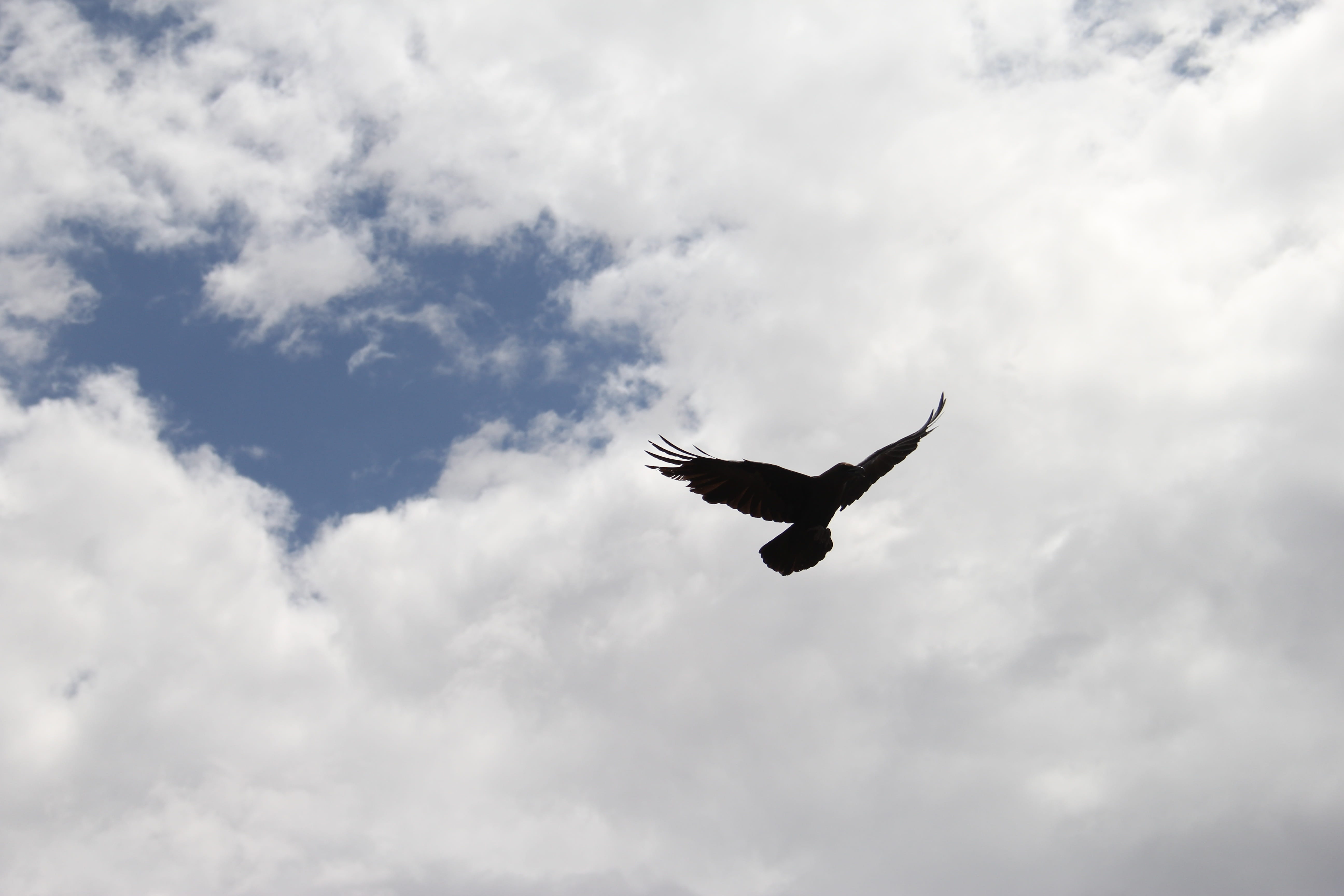 bird, day, spread wings, evil, silhouette, animal, flying, outdoors, death, cloud - sky, outdoor, avian, animal body part, feather, 5K, spooky, no people, HD Wallpaper