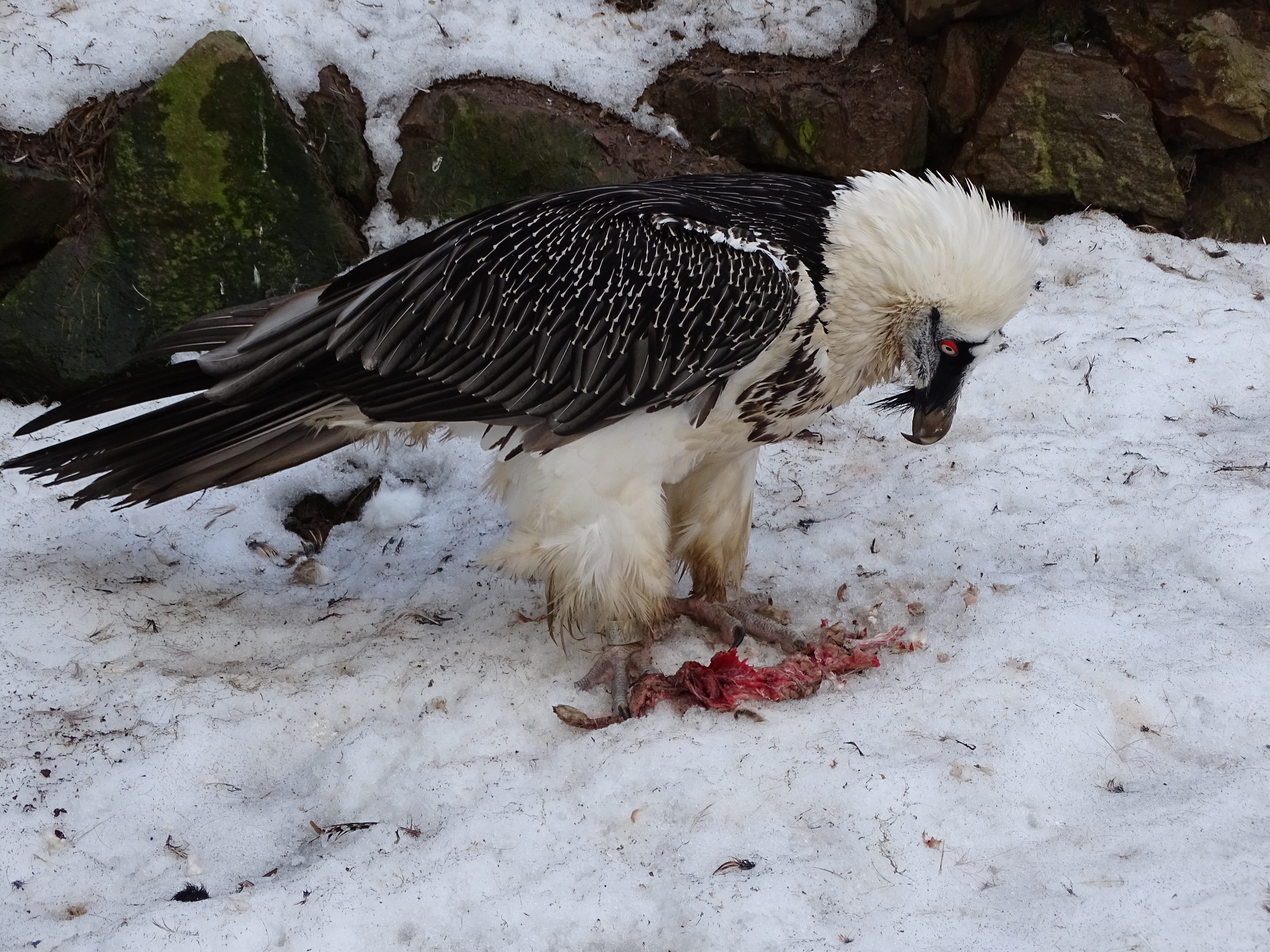 usa, white color, zoo, mammal, predator, domestic animals, eating, animal, vertebrate, animals in the wild, domestic, the food chain, nature, no people, HD Wallpaper