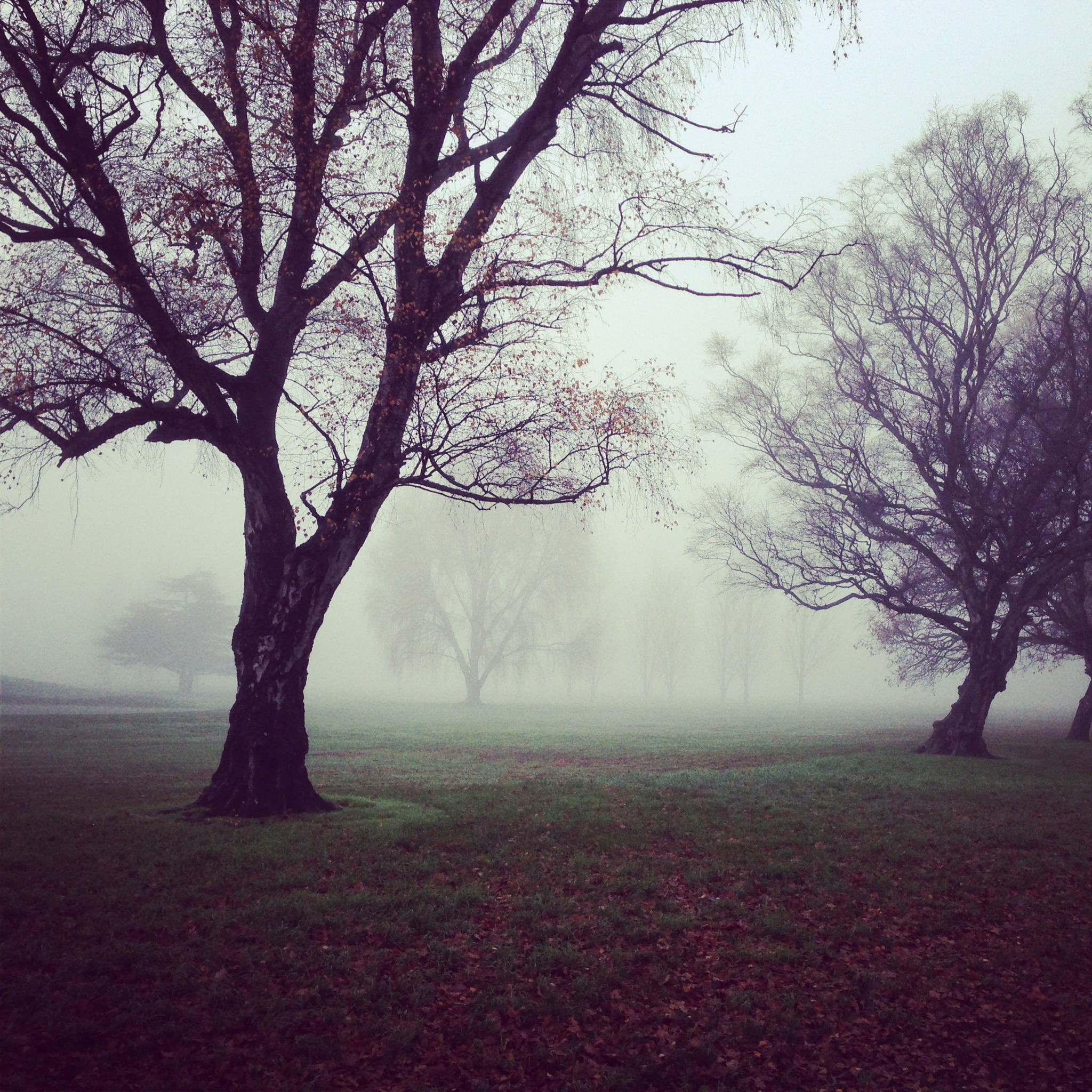 photo, foggy, field, winter, beauty in nature, bare tree, mist, environment, 1080P, bare, branch, nature, landscape, trunk, sky, trees, grey, nebulous, Phone HD Wallpaper