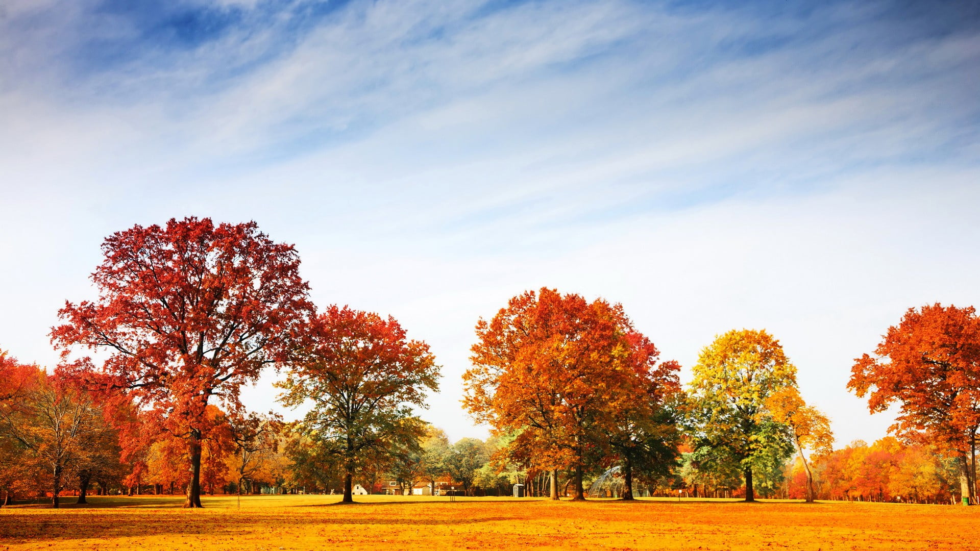 tree, red leaves, scenics - nature, grass, nature, outdoors, environment, sky, tranquility, orange color, 1080P, change, land, park, landscape, beauty in nature, HD Wallpaper