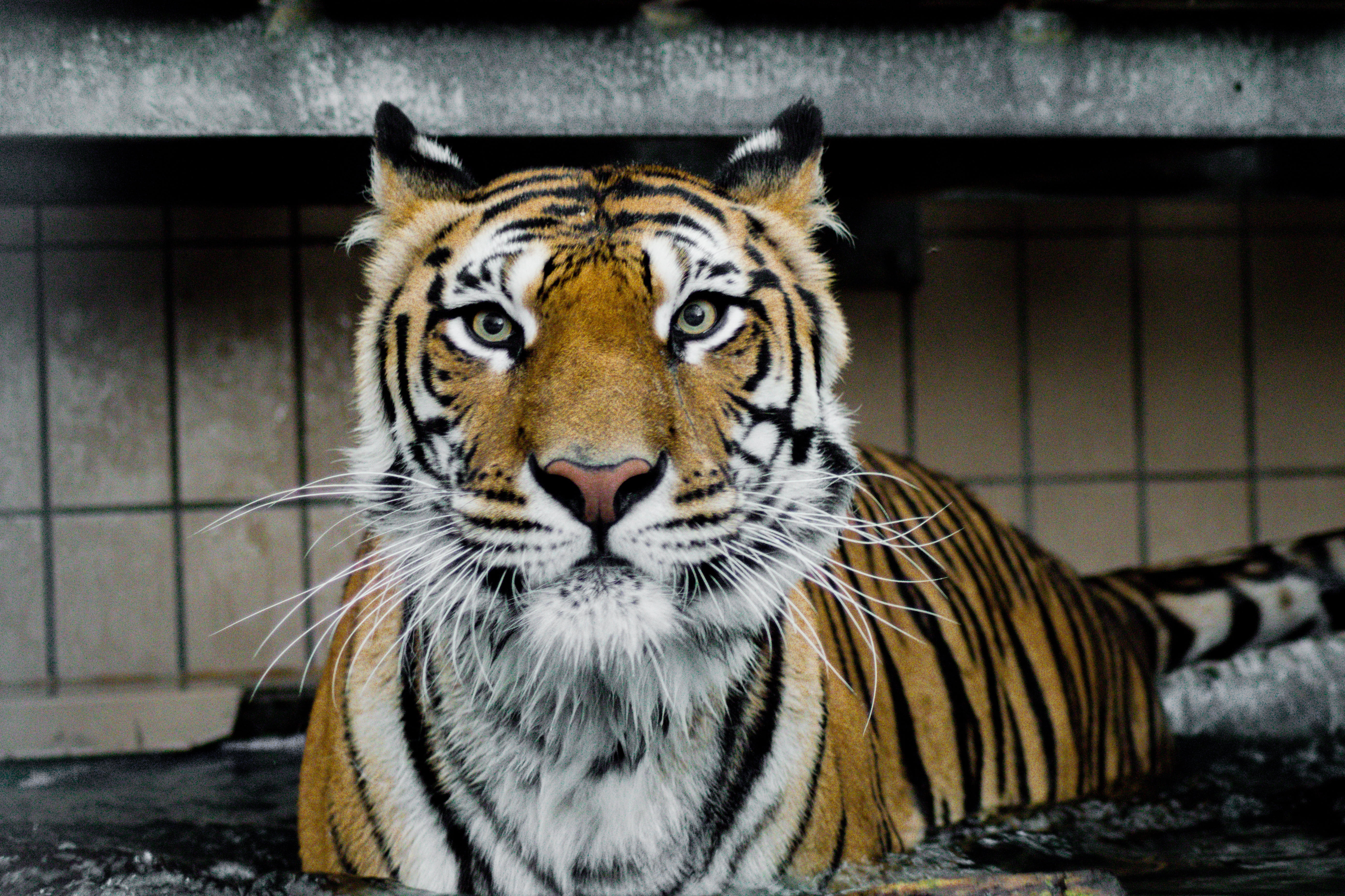nature, looking at camera, look, no people, pets, siberian Tiger, striped, outdoors, carnivore, whisker, wildlife, one animal, zoo, portrait, asia, cat, HD Wallpaper