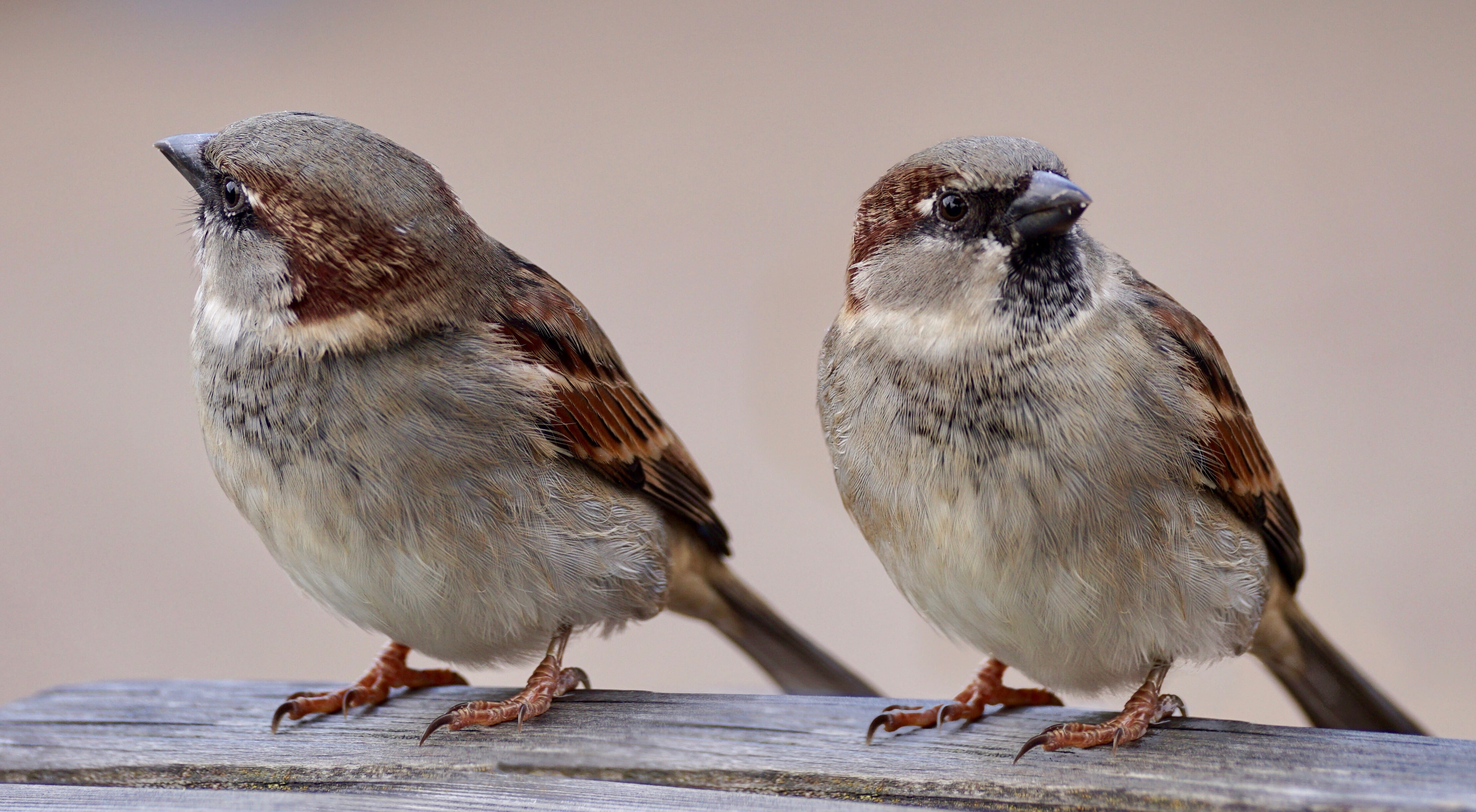 bill, togetherness, vertebrate, couple, sparrows, nature, 5K, focus on foreground, brown, outdoors, birds, watch, perspective, feather, curious, people, HD Wallpaper