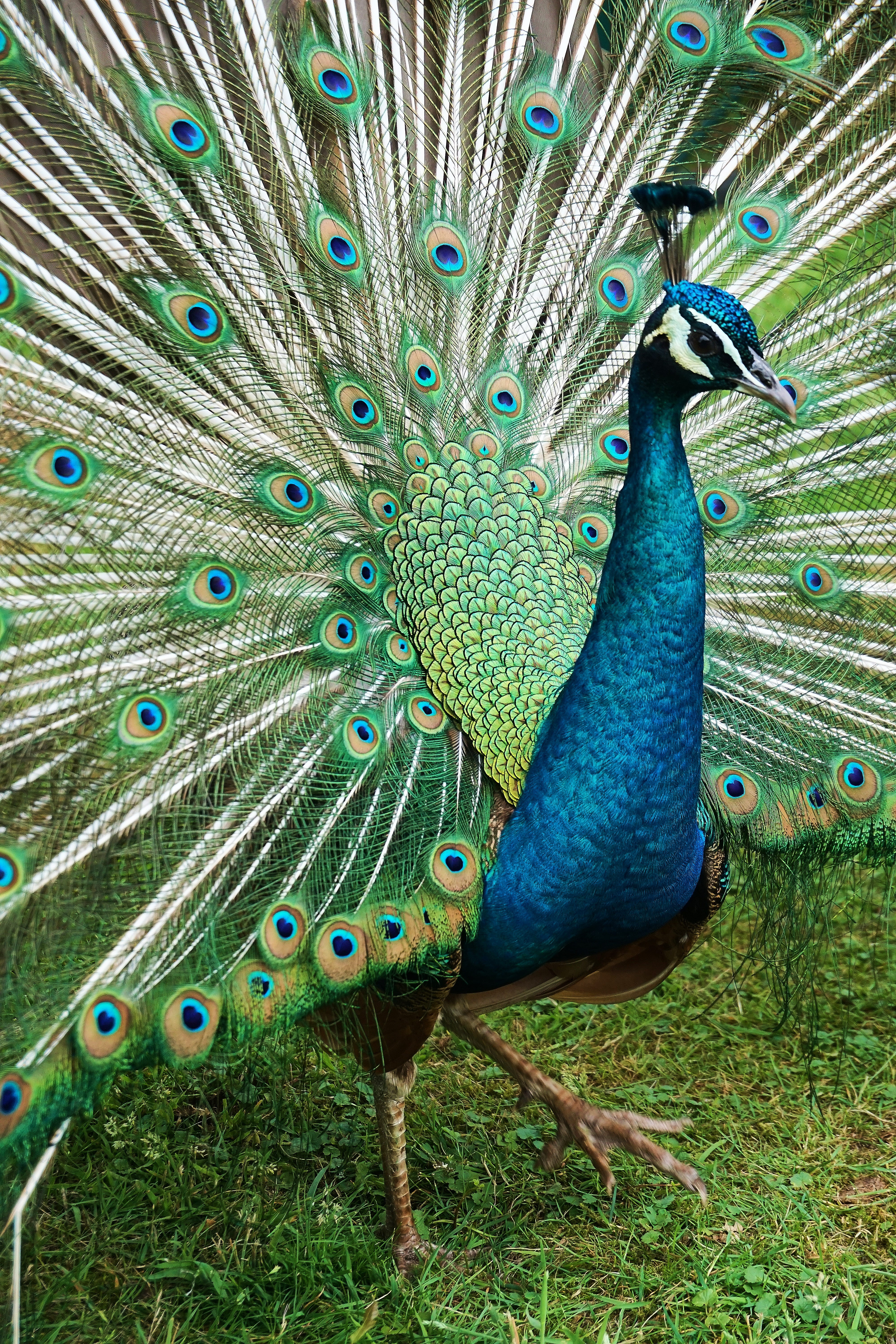 wheel, animal wildlife, iridescent, outdoors, beautiful, animal world, nature, beauty in nature, green color, animals in the wild, vertebrate, male animal, Phone HD Wallpaper