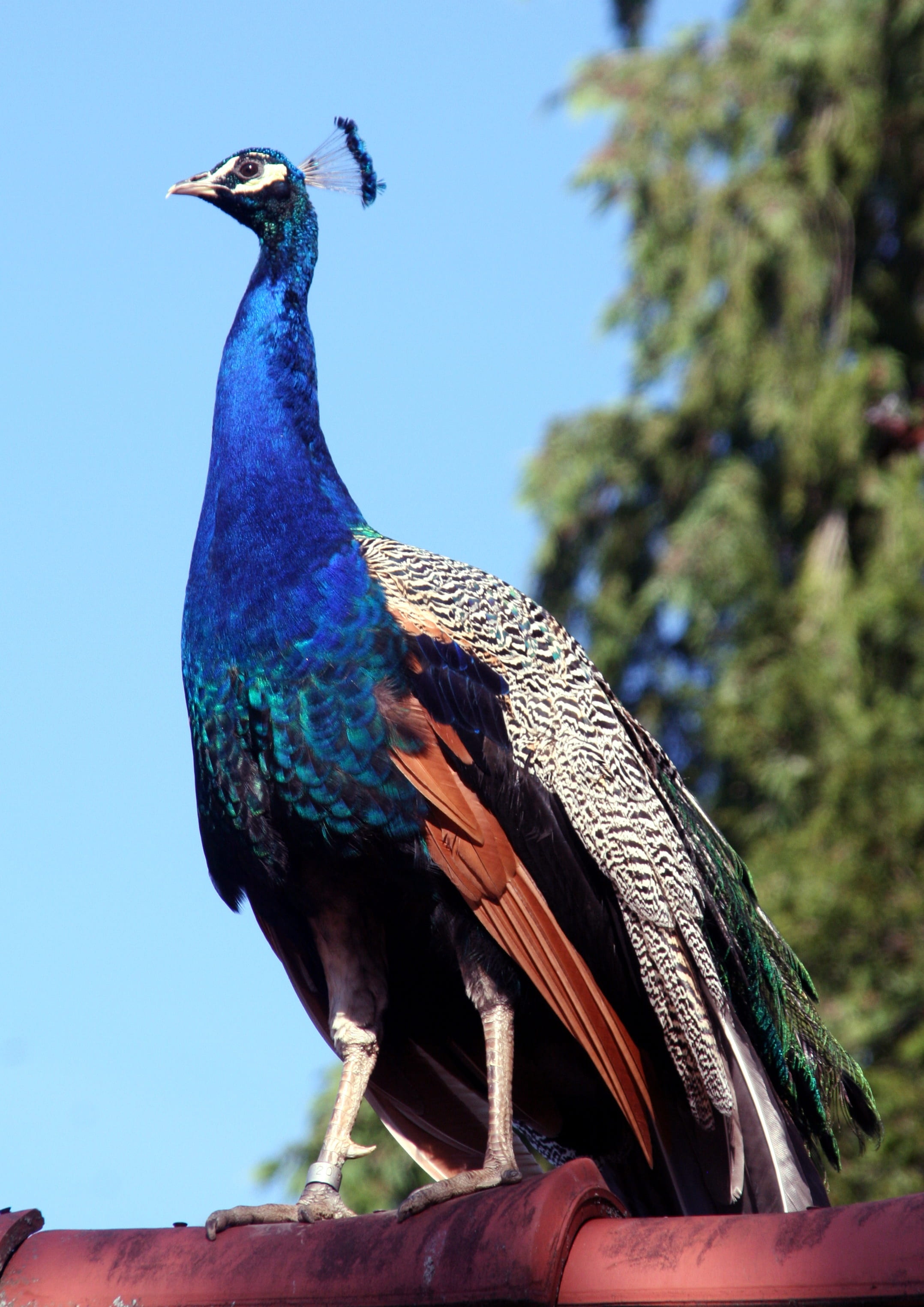 animals in the wild, majestic, tree, low angle view, feathers, peacock, no people, animal themes, perching, sky, outdoors, one animal, color, animal, 2K, Phone HD Wallpaper