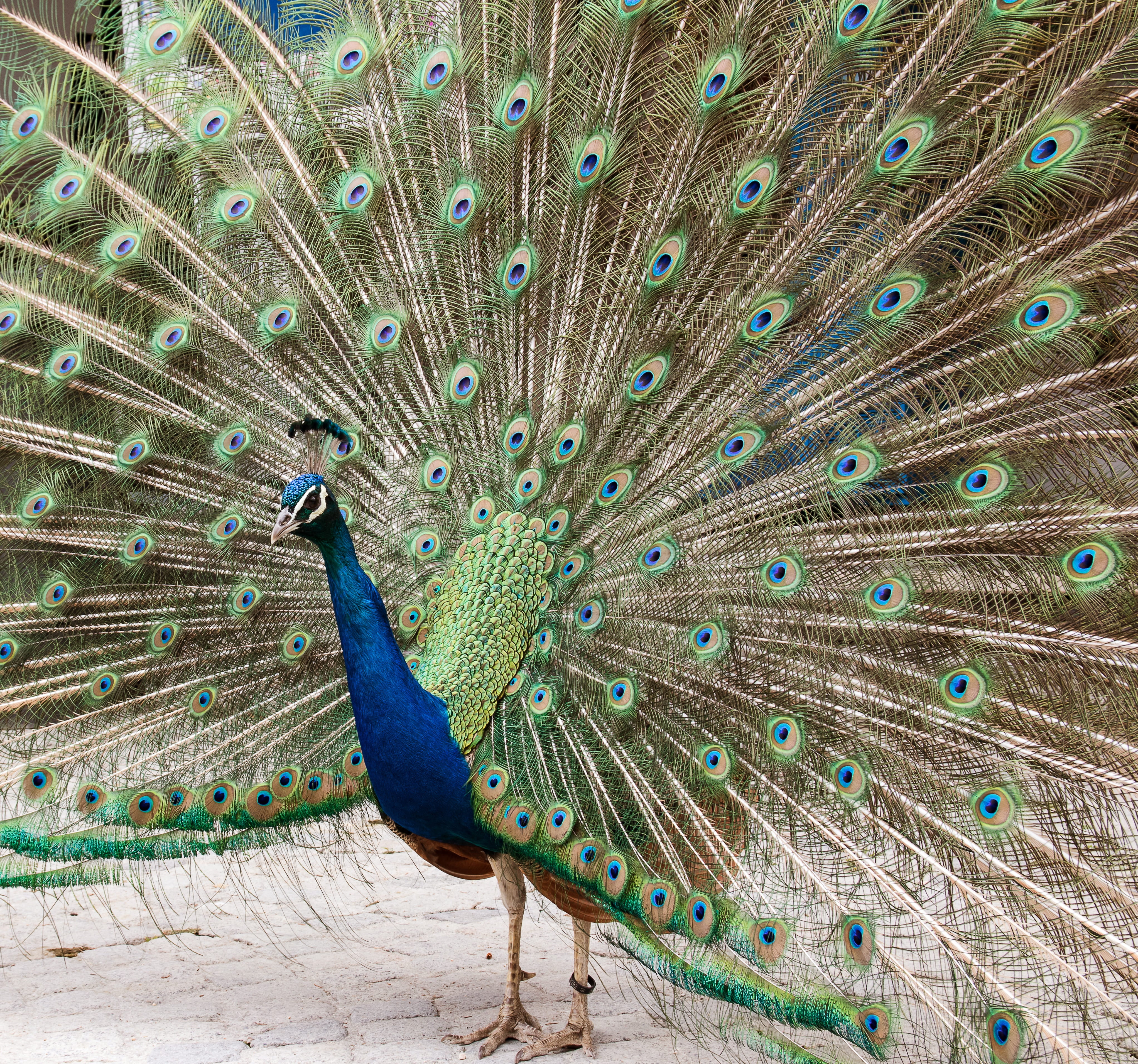 colorful, multi colored, beauty in nature, animals in the wild, animal themes, wheel, outdoors, no people, creature, fanned out, peacock wheel, one animal, HD Wallpaper