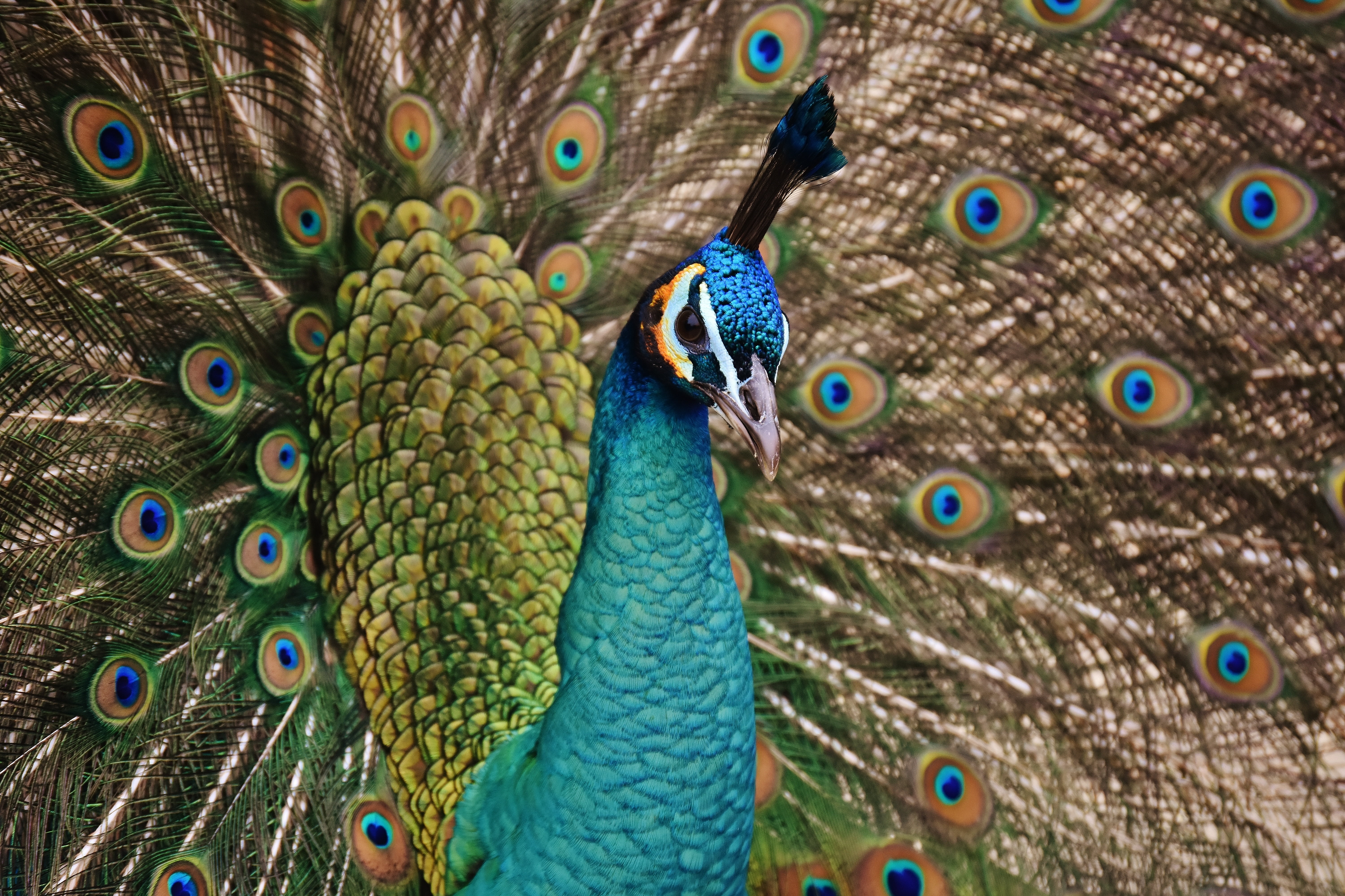 green, poultry, beak, animals in the wild, close, bird, fanned out, peacock feather, color, wheel, vertebrate, feather, animal themes, blue, multi colored, HD Wallpaper