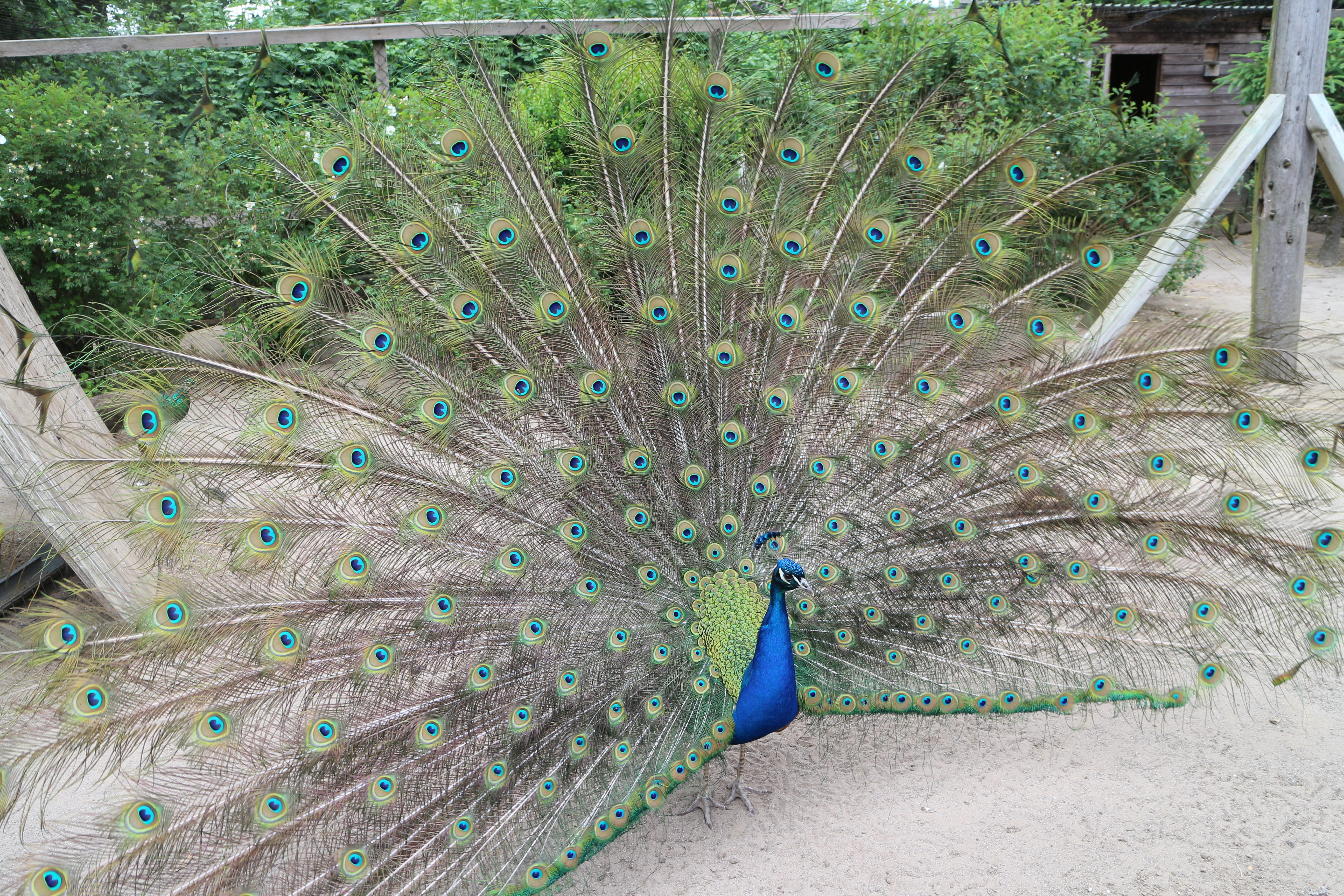 close-up, beautiful, peacock feather, green color, one animal, feather, animal, field, gorgeous, fanned out, day, no people, peacock wheel, animal wildlife, HD Wallpaper