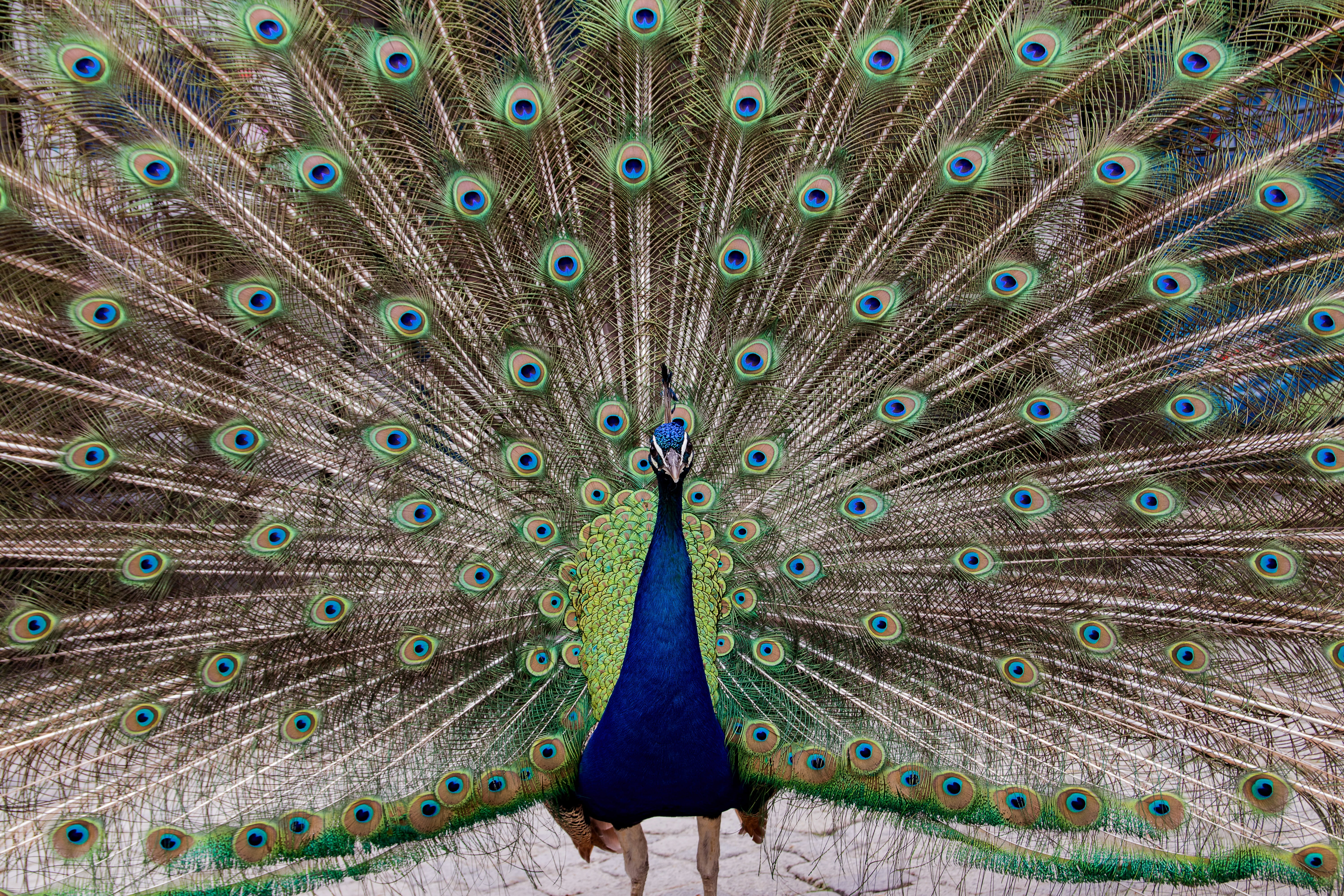 color, animal, beauty in nature, animal themes, colorful, bird, one animal, nature, poultry, blue, peacock feathers, wheel, creature, green color, front view, HD Wallpaper