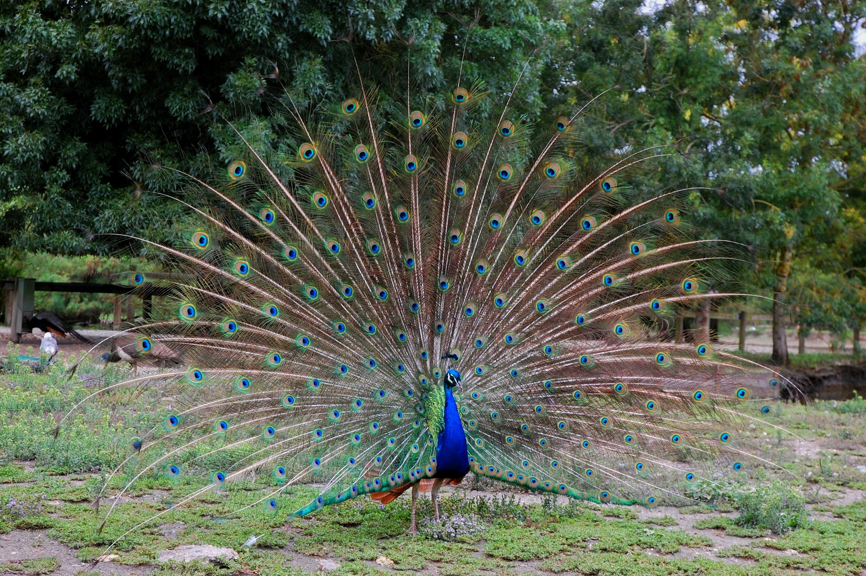 male animal, feather, plant, animal, beauty in nature, land, animals, fanned out, nature, wheel, green color, no people, outdoors, animal wildlife, 2K, HD Wallpaper
