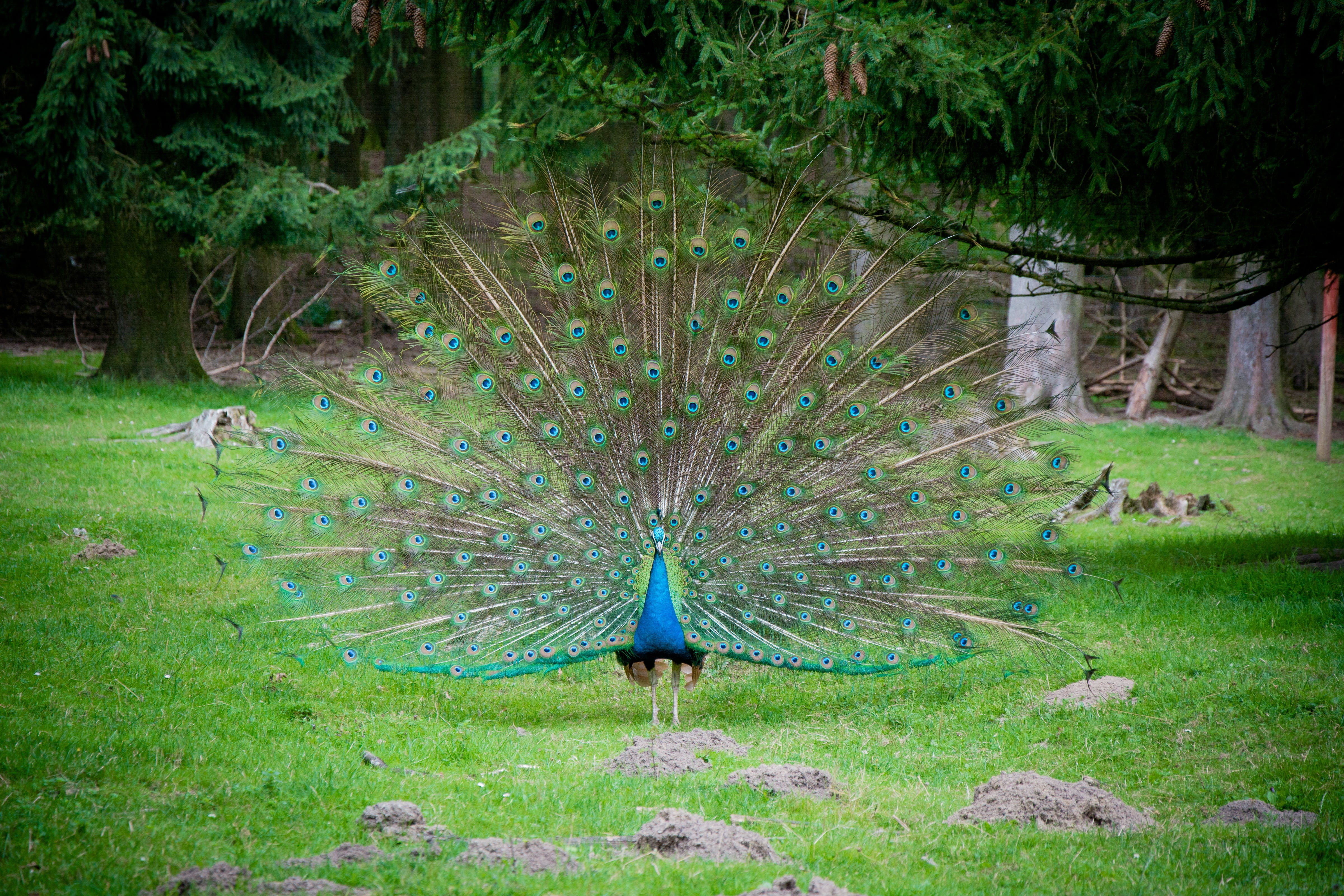 courtship, land, bird, vanity, grass, wheel, plumage, vertebrate, animal, green color, animal world, daytime, green, day, peacock, fanned out, spring wheel, HD Wallpaper