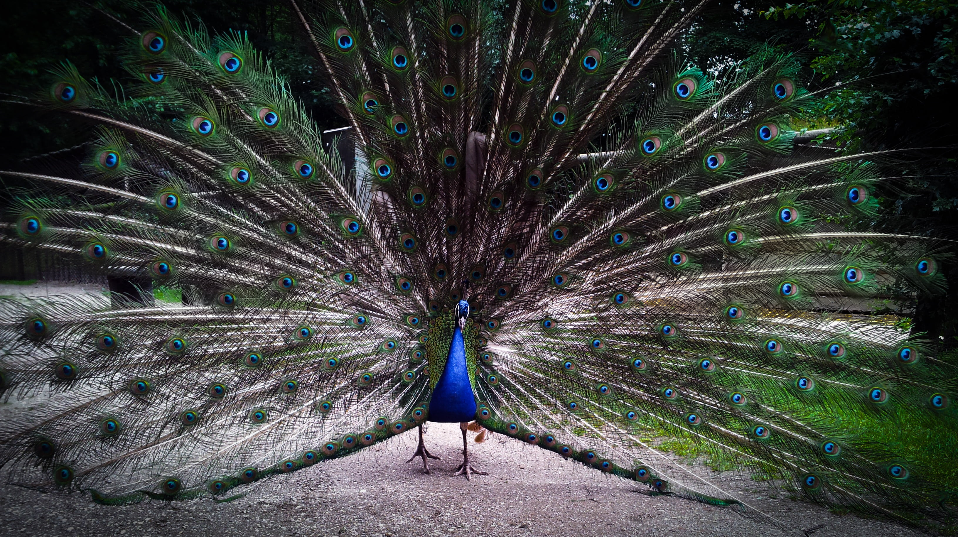 fauna, feather, full length, bird, 2K, outdoors, wheel, animal wildlife, peacock, day, beauty in nature, multi colored, animal, pride, animals in the wild, HD Wallpaper