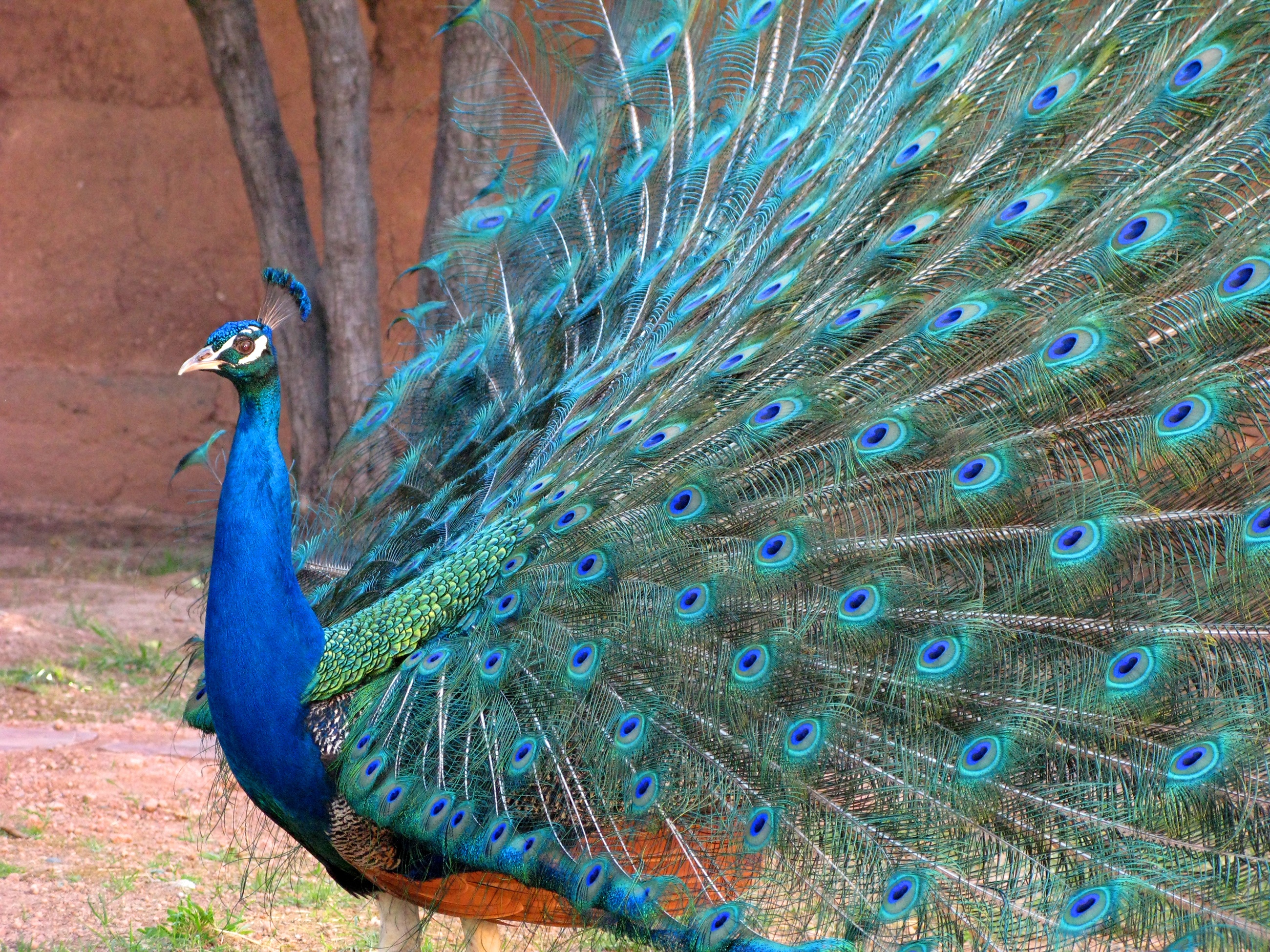 bird, peacock, blue, animals in the wild, multi colored, fanned out, no people, feather, close-up, outdoors, peacock feather, green, vertebrate, one animal, HD Wallpaper