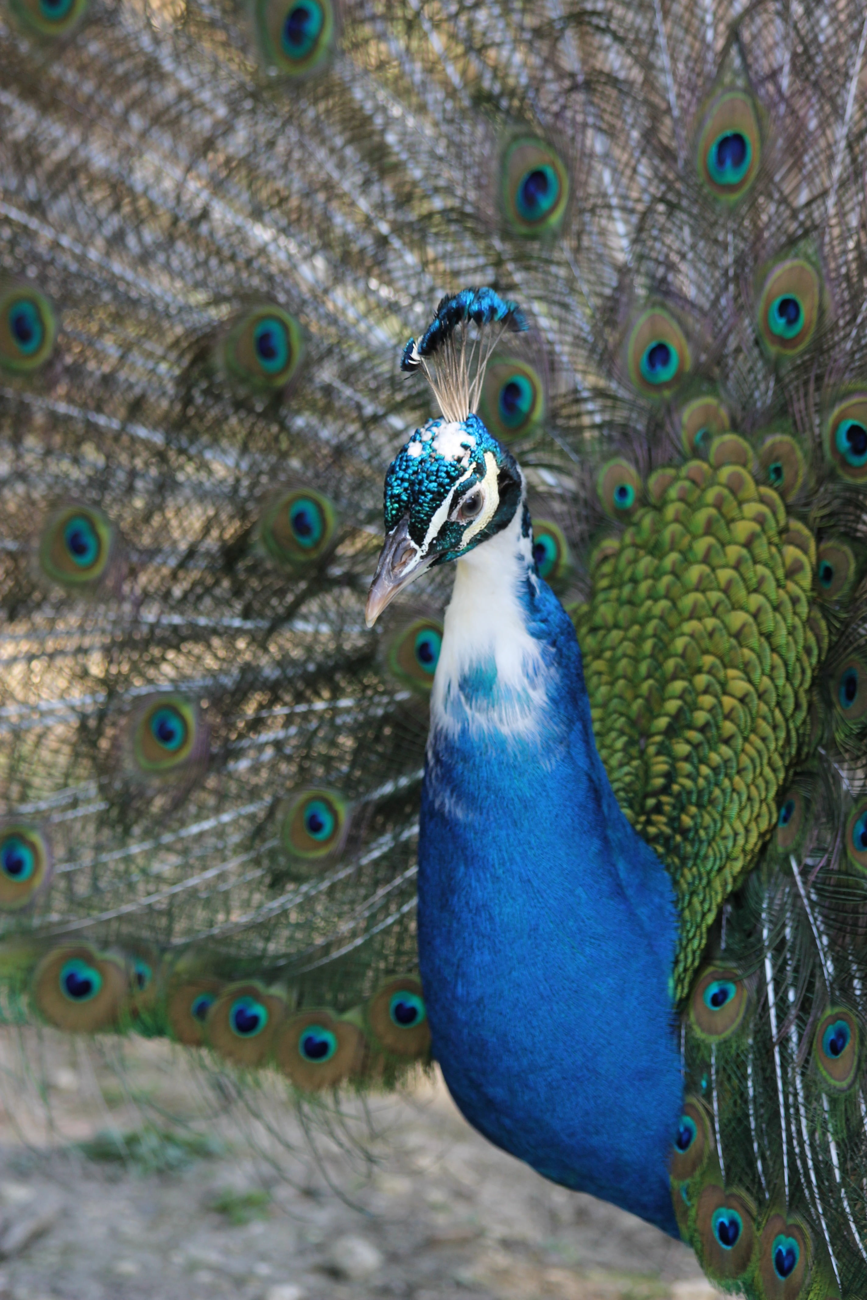 blue, vertebrate, focus on foreground, animal head, beauty in nature, fanned out, animals in the wild, day, animals, one animal, feather, animal, wheel, Phone HD Wallpaper
