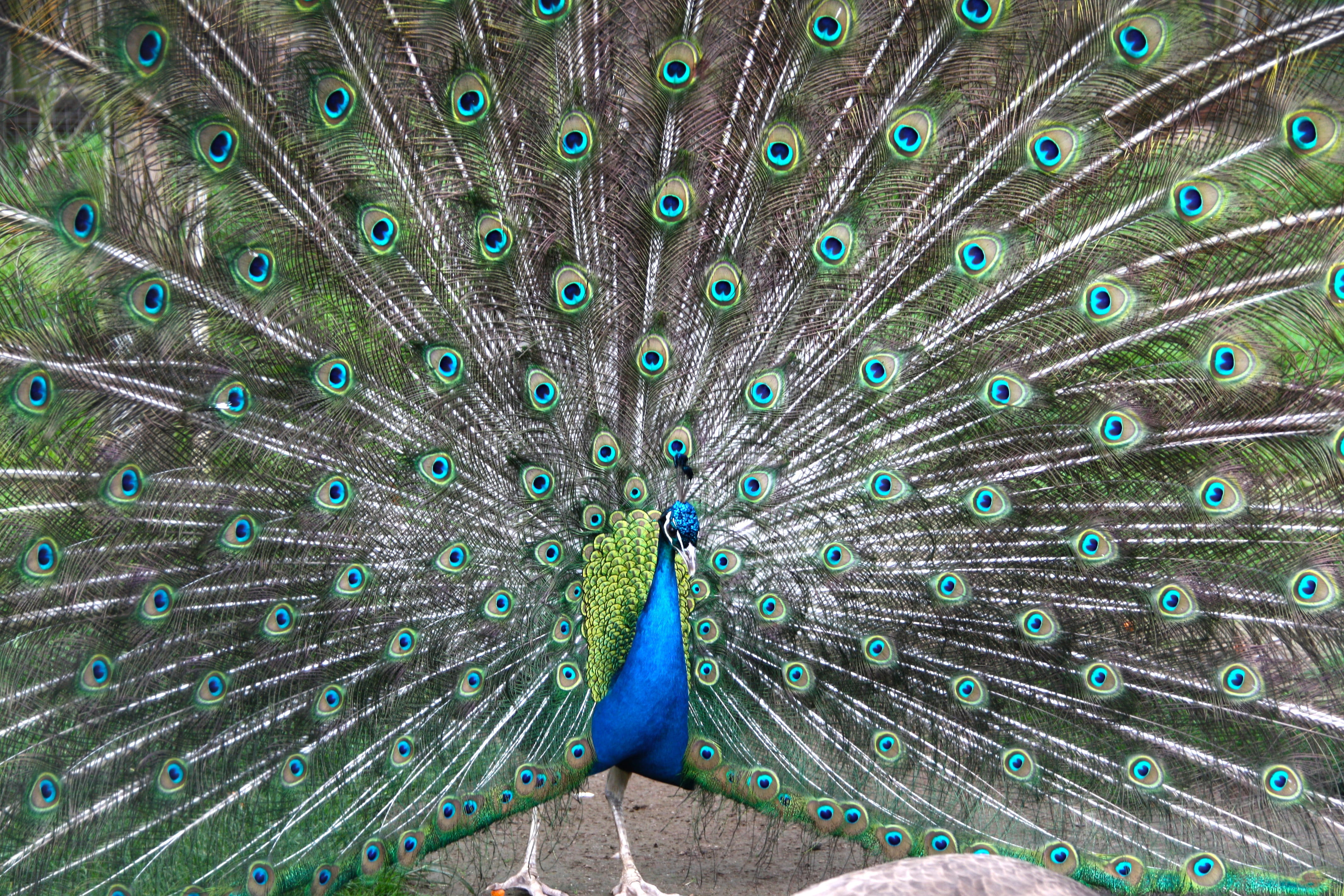 colorful, wheel, green color, animal themes, vertebrate, close-up, blue, no people, bird feather, day, multi colored, animal head, feather, nature, peacock, HD Wallpaper
