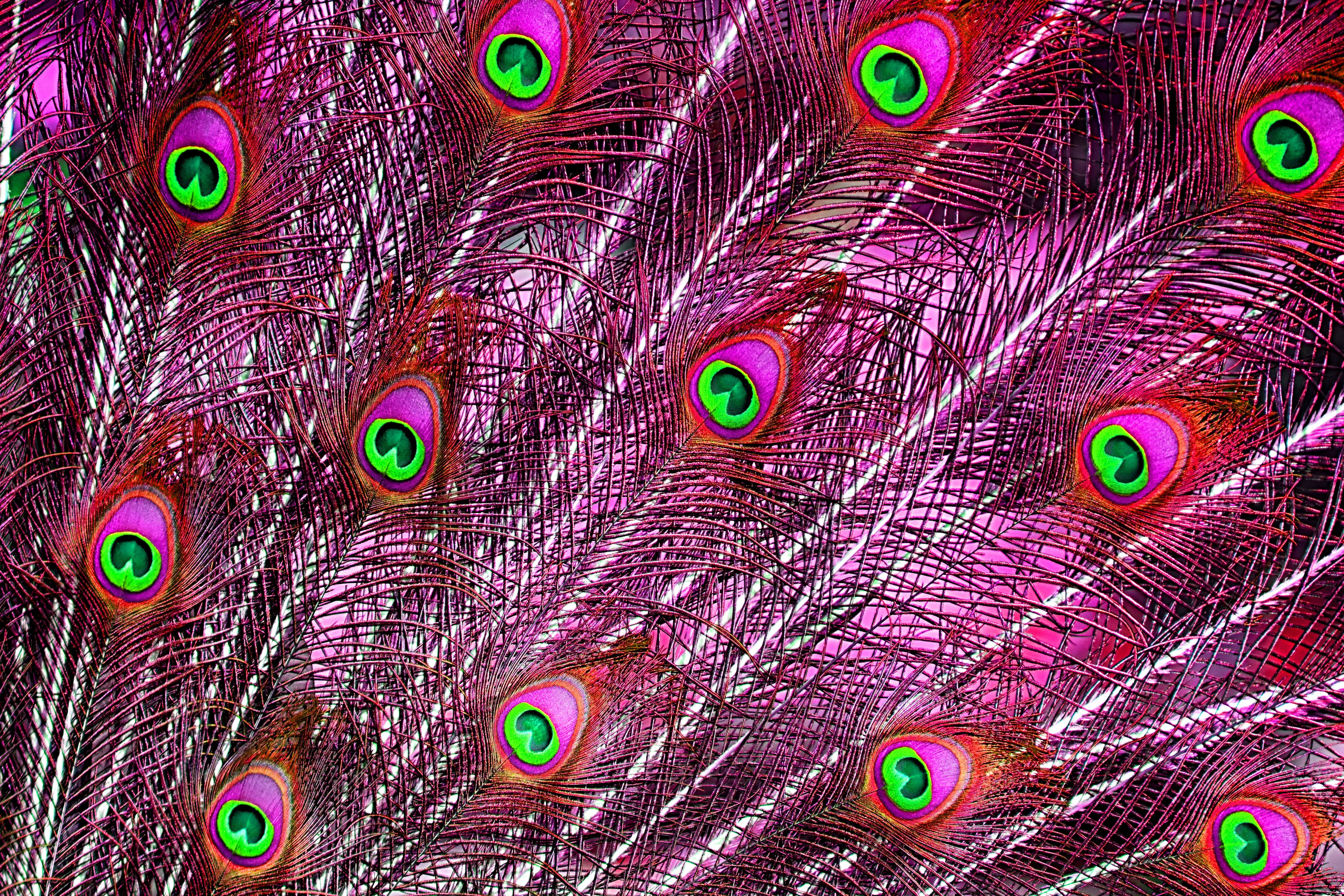 animals in the wild, nature, peacock feathers, outdoors, multi colored, pattern, beauty in nature, bird, animal body part, full frame, animal wildlife, HD Wallpaper