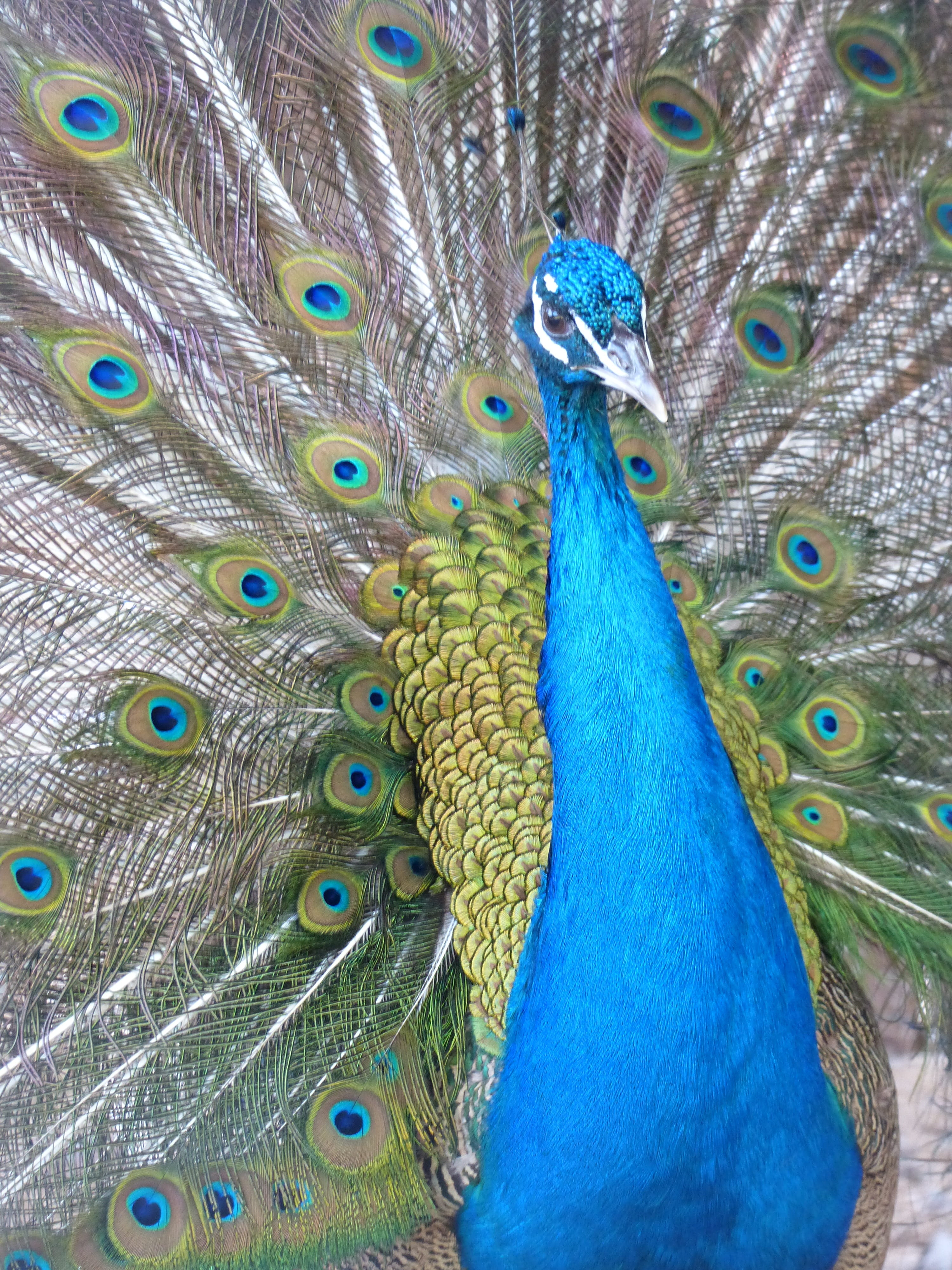 vertebrate, animals in the wild, close-up, peacock feather, no people, fanned out, animal head, outdoors, day, Volatile, blue, zoo, Wheel, animal, Majestic, Phone HD Wallpaper
