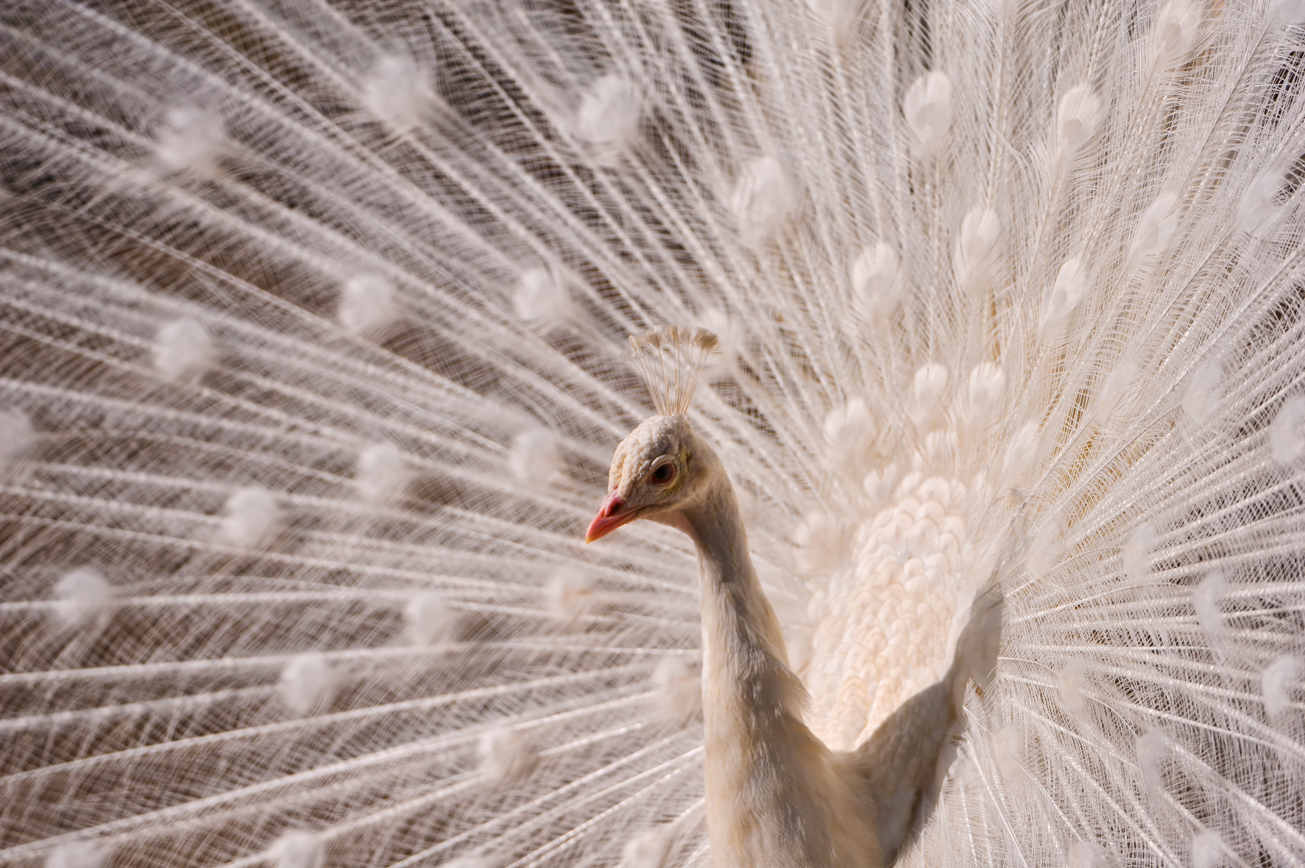 rothenburg  switzerland, peacock, seduction, animal Head, beak, nature, open  wheel, White peacock, male, beautiful, pure, animal, ostrich, feather, animal Neck, HD Wallpaper