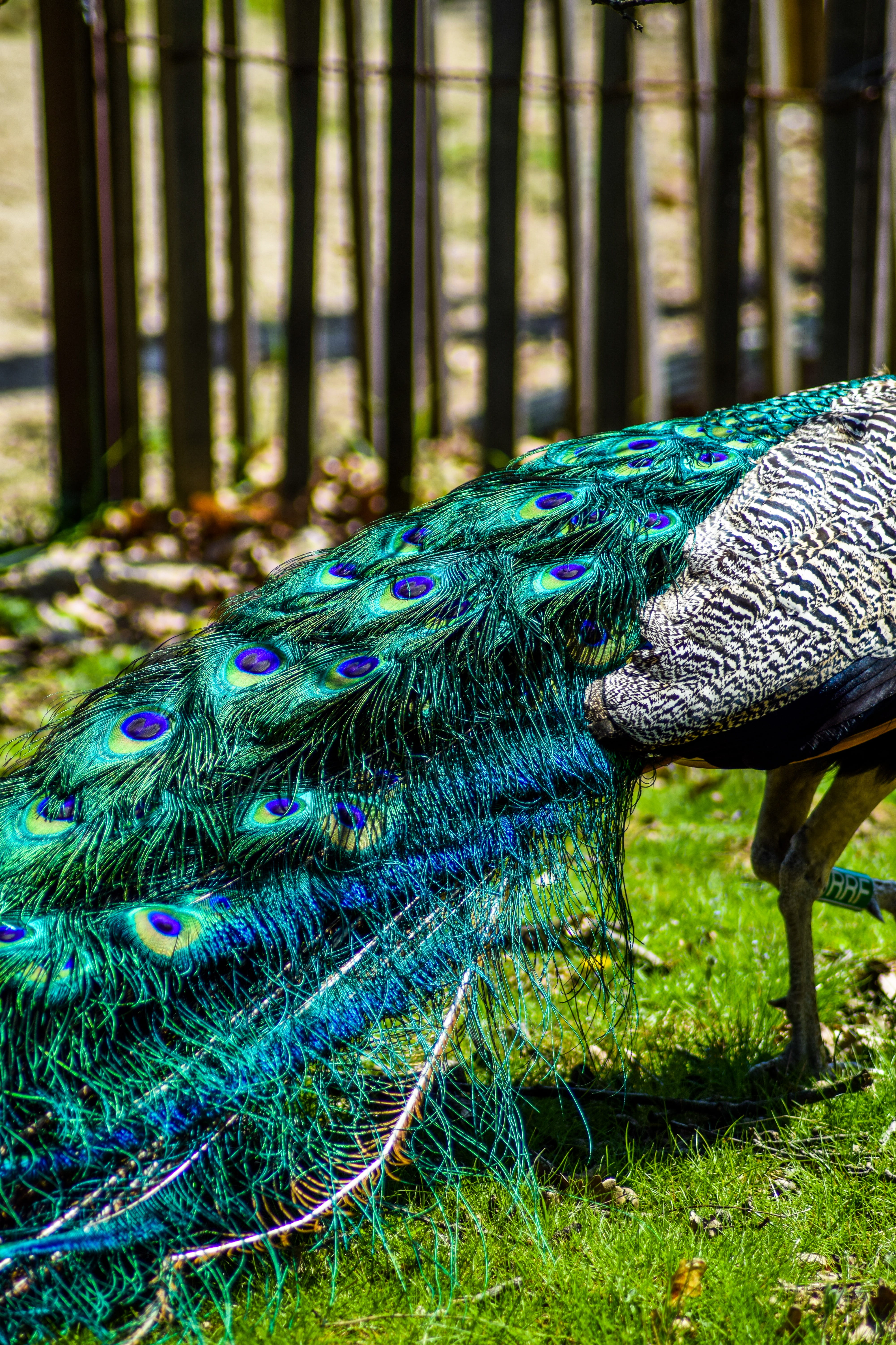 animal, Animals, blue bird, focus on foreground, fold, peacock, one animal, vertebrate, peacock blue, white peacock, green color, animal themes, holiday, Phone HD Wallpaper