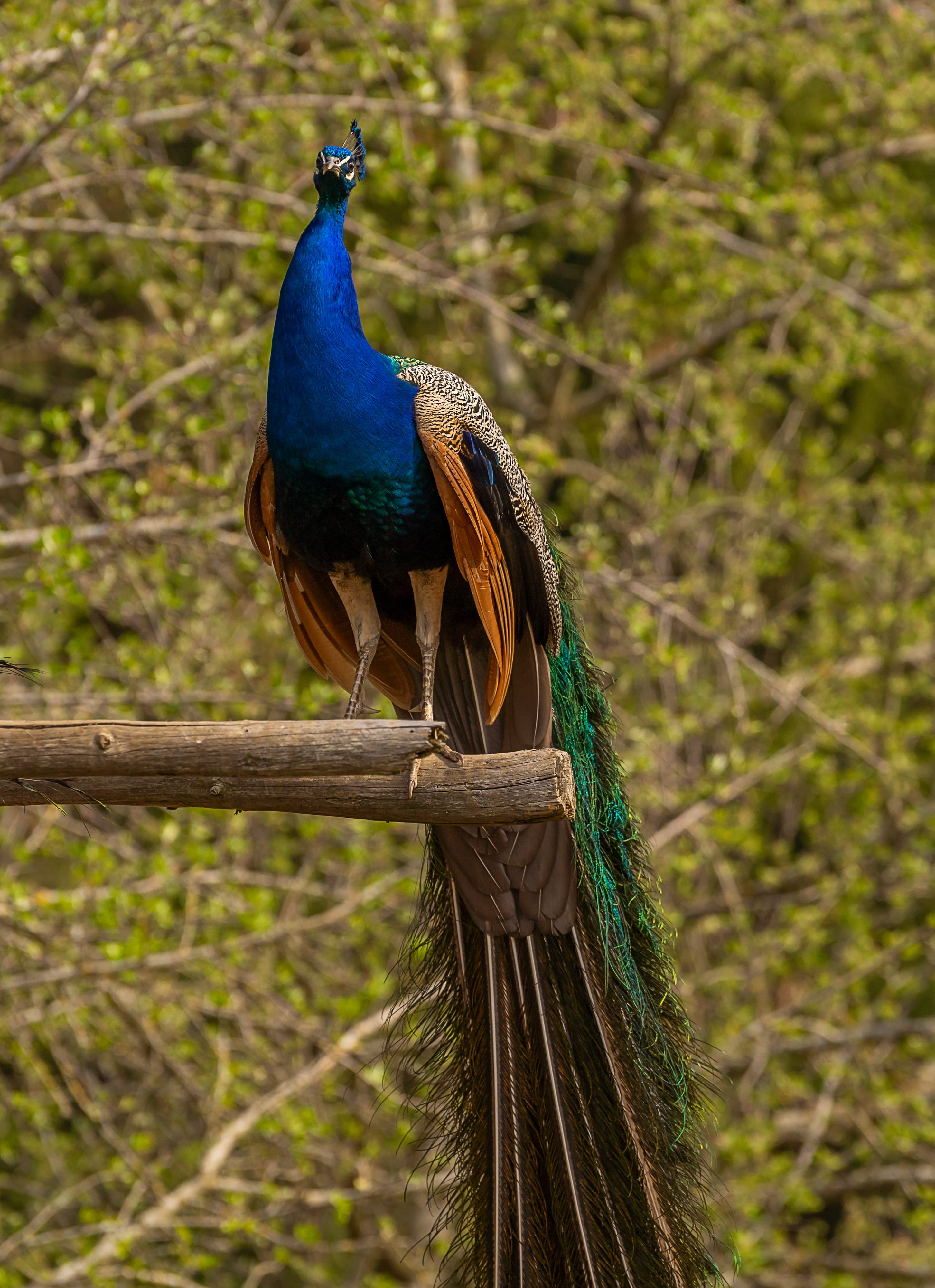 tree, iridescent, colorful, blue peacock, animal wildlife, perching, plumage, day, field, wing, 4K, focus on foreground, animal world, plant, animal, ziervogel, Phone HD Wallpaper