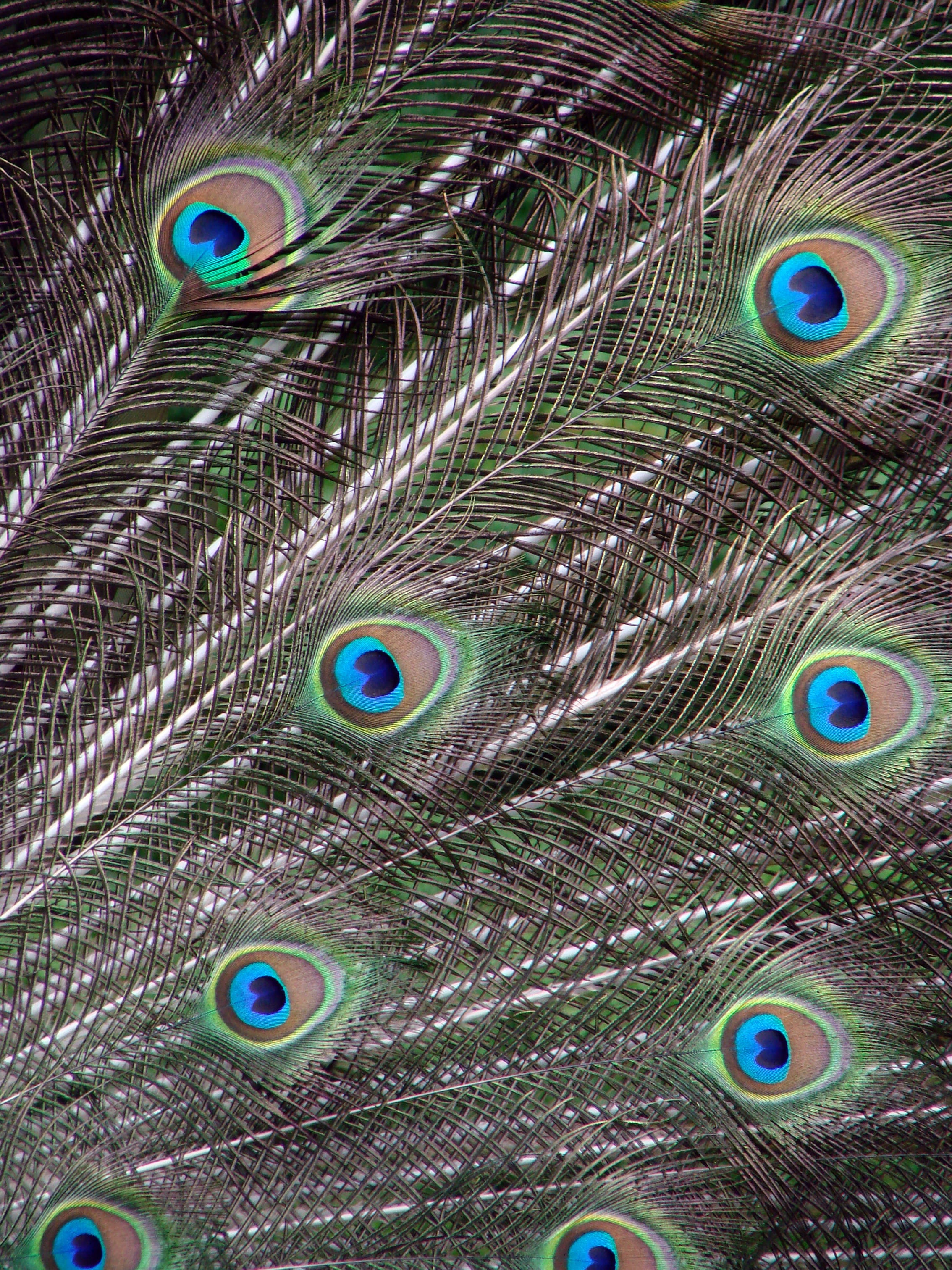 multi colored, male, fanned out, bird, pavo cristatus, green, animal, one animal, feather, beauty in nature, animal wildlife, peacock, animals in the wild, Phone HD Wallpaper