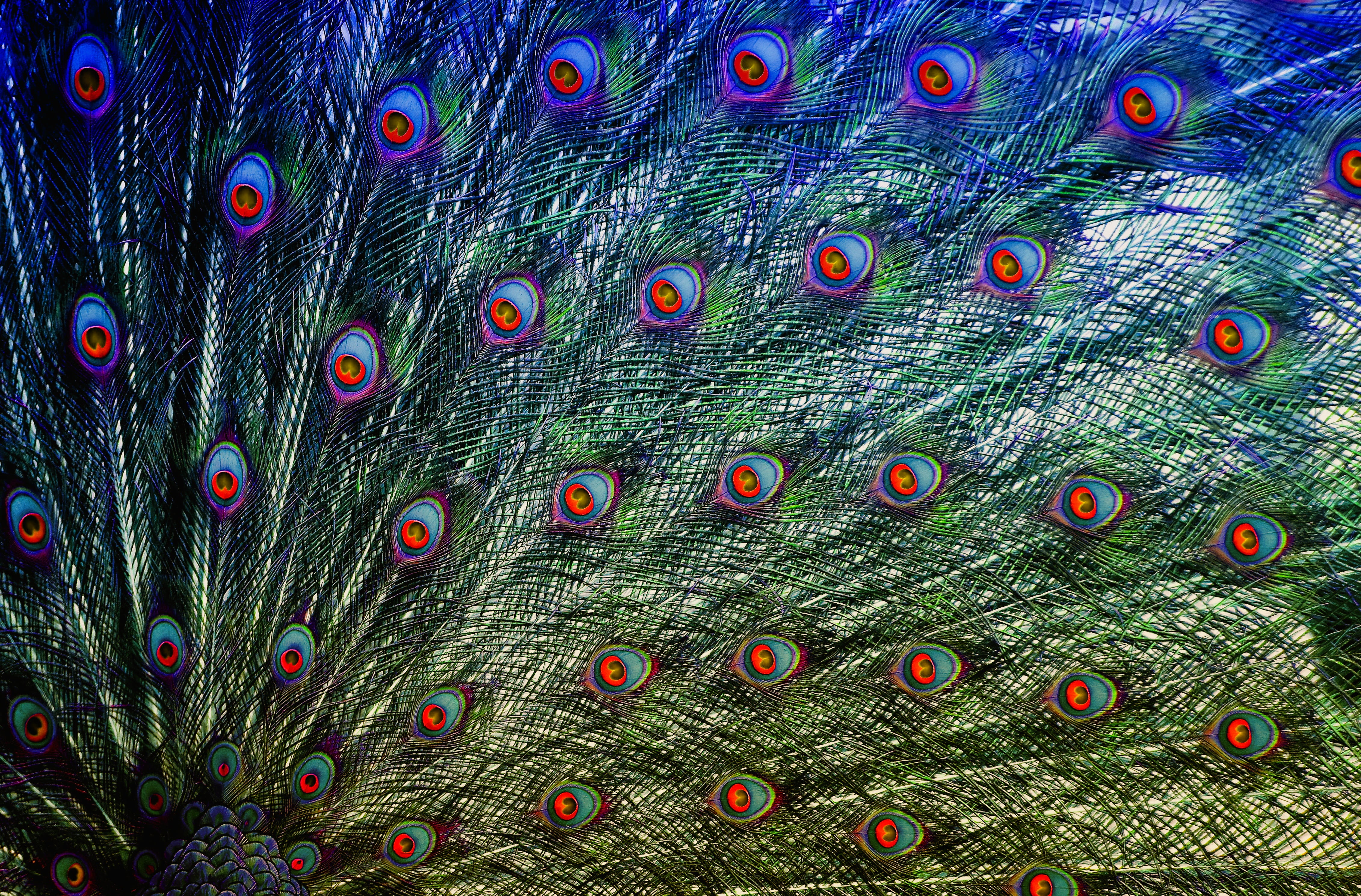 peacock, animal themes, feather, bird, fanned out, natural pattern, close-up, beauty in nature, pattern, animal, one animal, male animal, iridescent, gorgeous, HD Wallpaper