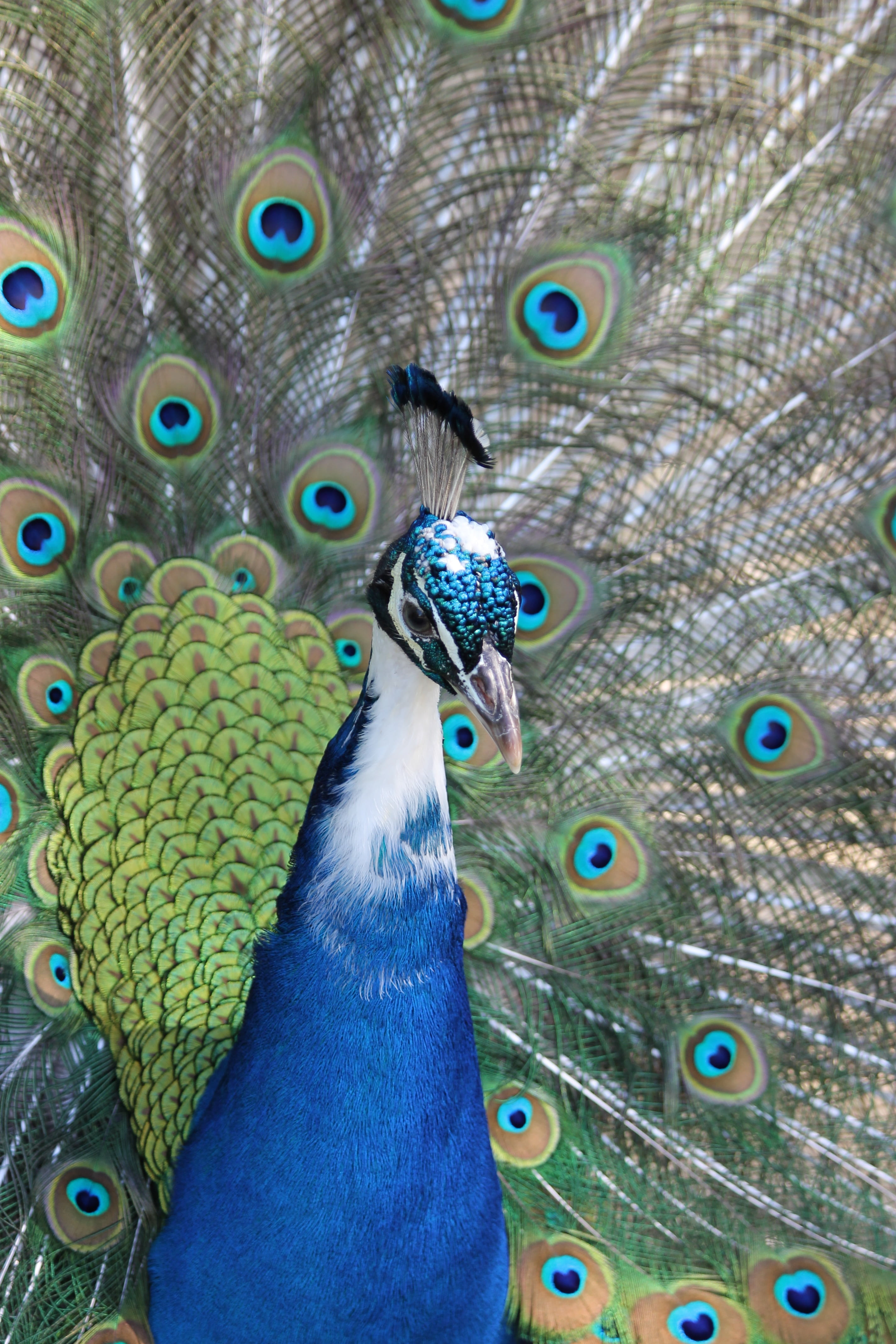 bird, animal themes, animal Head, peacock feather, colors, elegance, multi Colored, tail, wildlife, male Animal, blue, one animal, close-up, pride, vertebrate, Phone HD Wallpaper