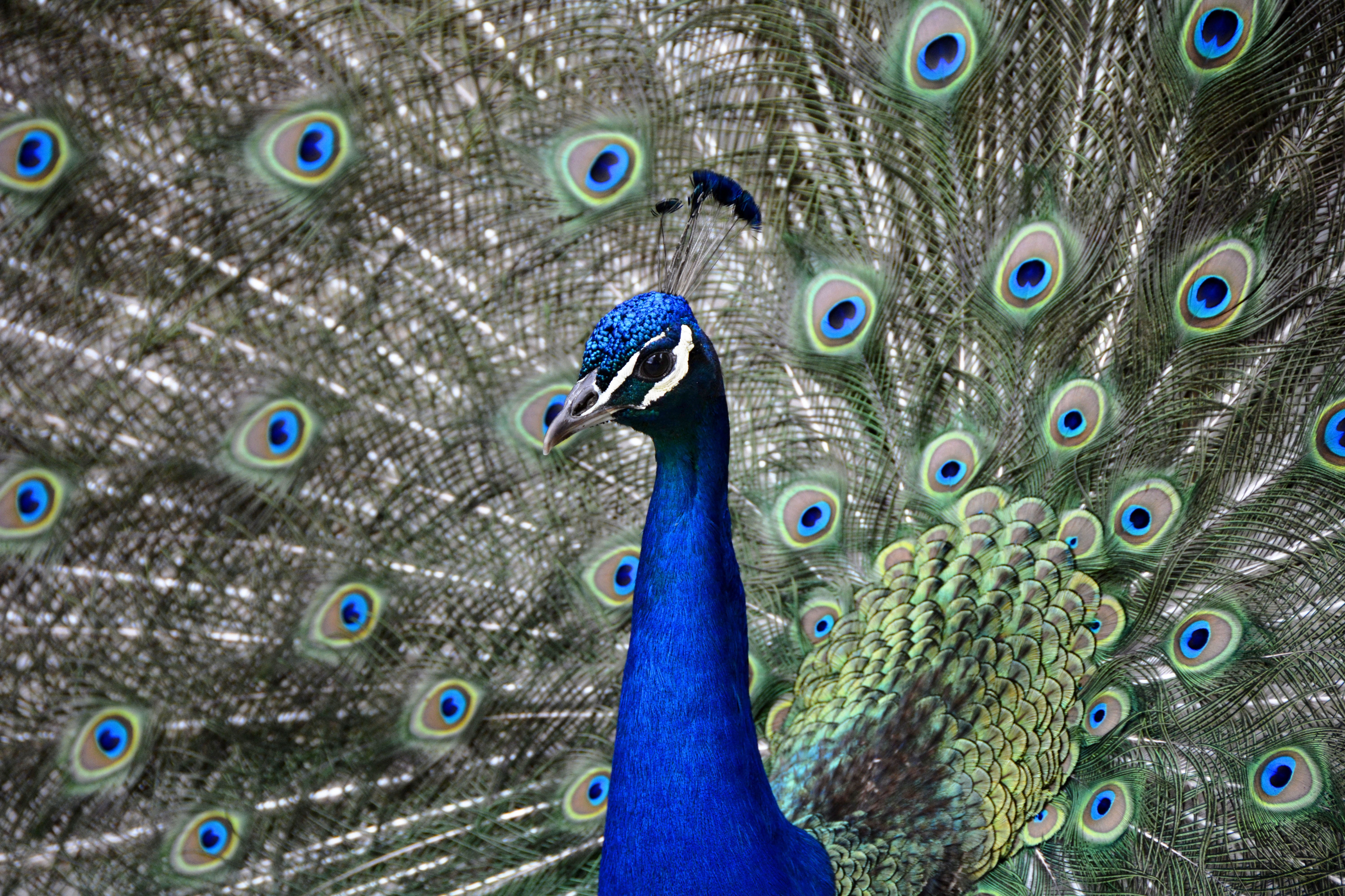 beautiful, 5K, blue, beauty in nature, gorgeous, feather, animals in the wild, green, photo, plumage, peacock feathers, color, creature, pride, wheel, HD Wallpaper