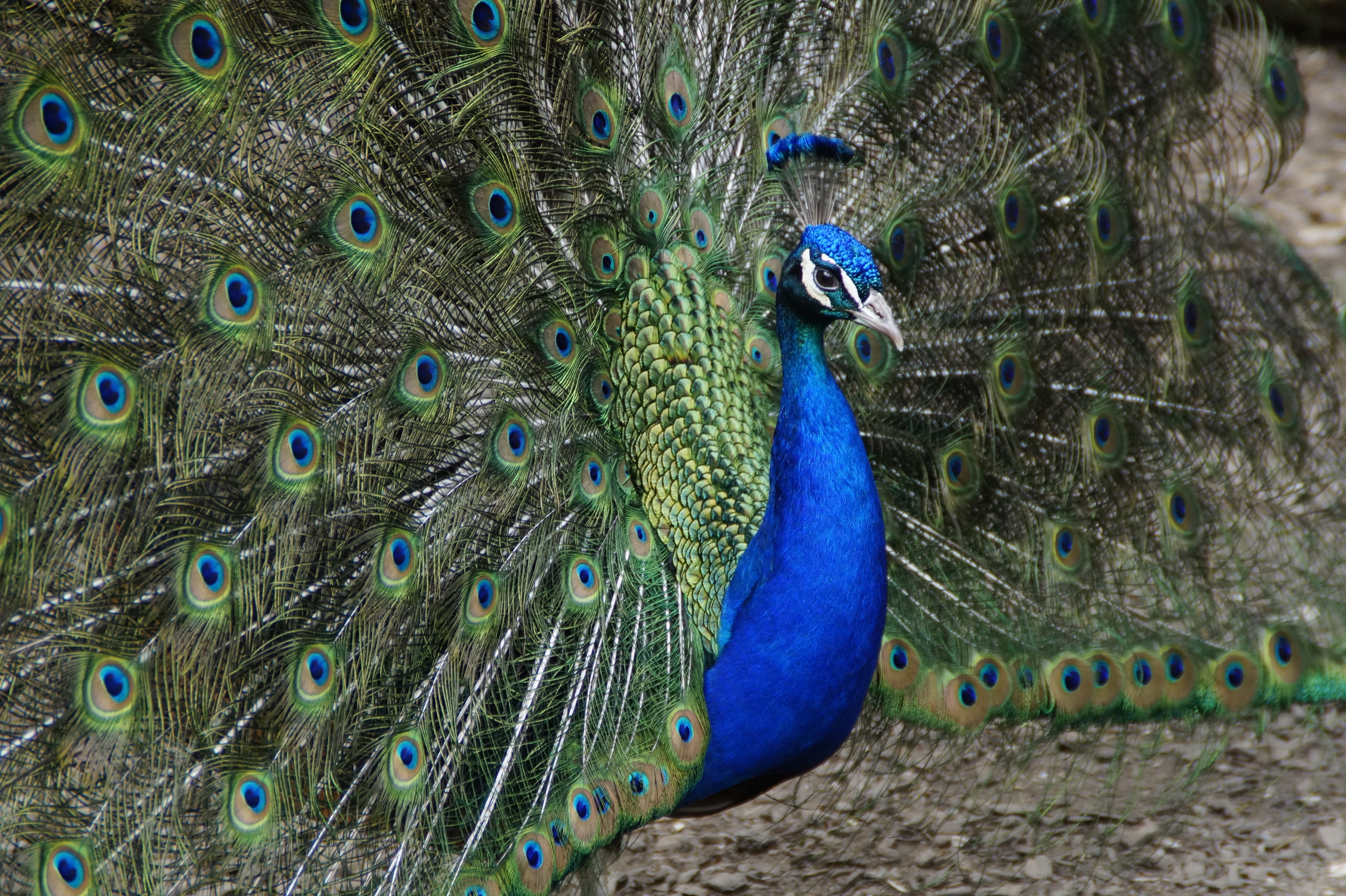 animal Head, wildlife, colors, vibrant Color, peacock wheel, balz, plumage, feather, animals in the wild, elegance, 5K, no people, green Color, animal body part, HD Wallpaper
