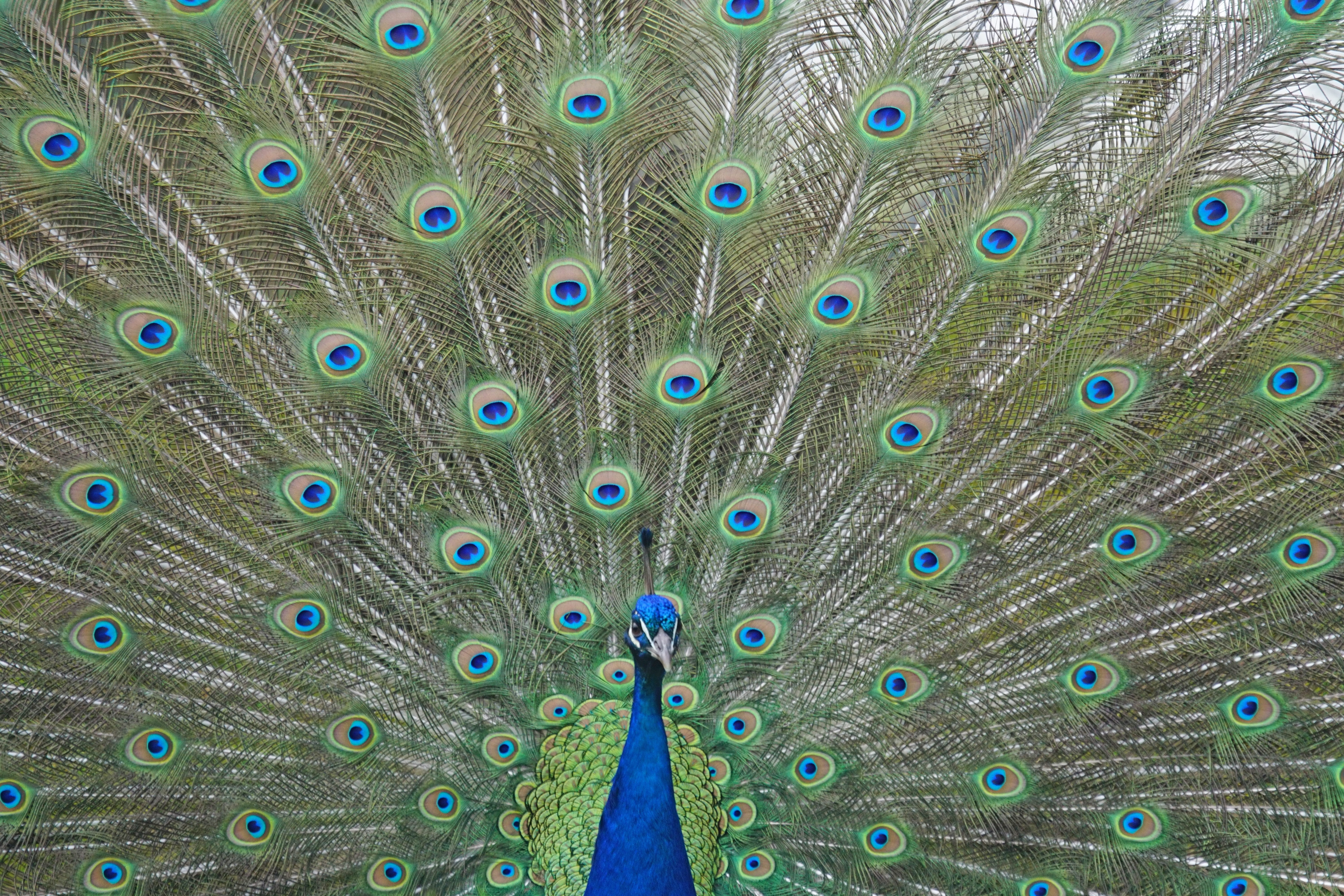 animal themes, multi colored, vertebrate, wheel, Feathers, bird, outdoors, fanned out, close-up, backgrounds, Blue, full frame, blue, animal, feather, pride, HD Wallpaper