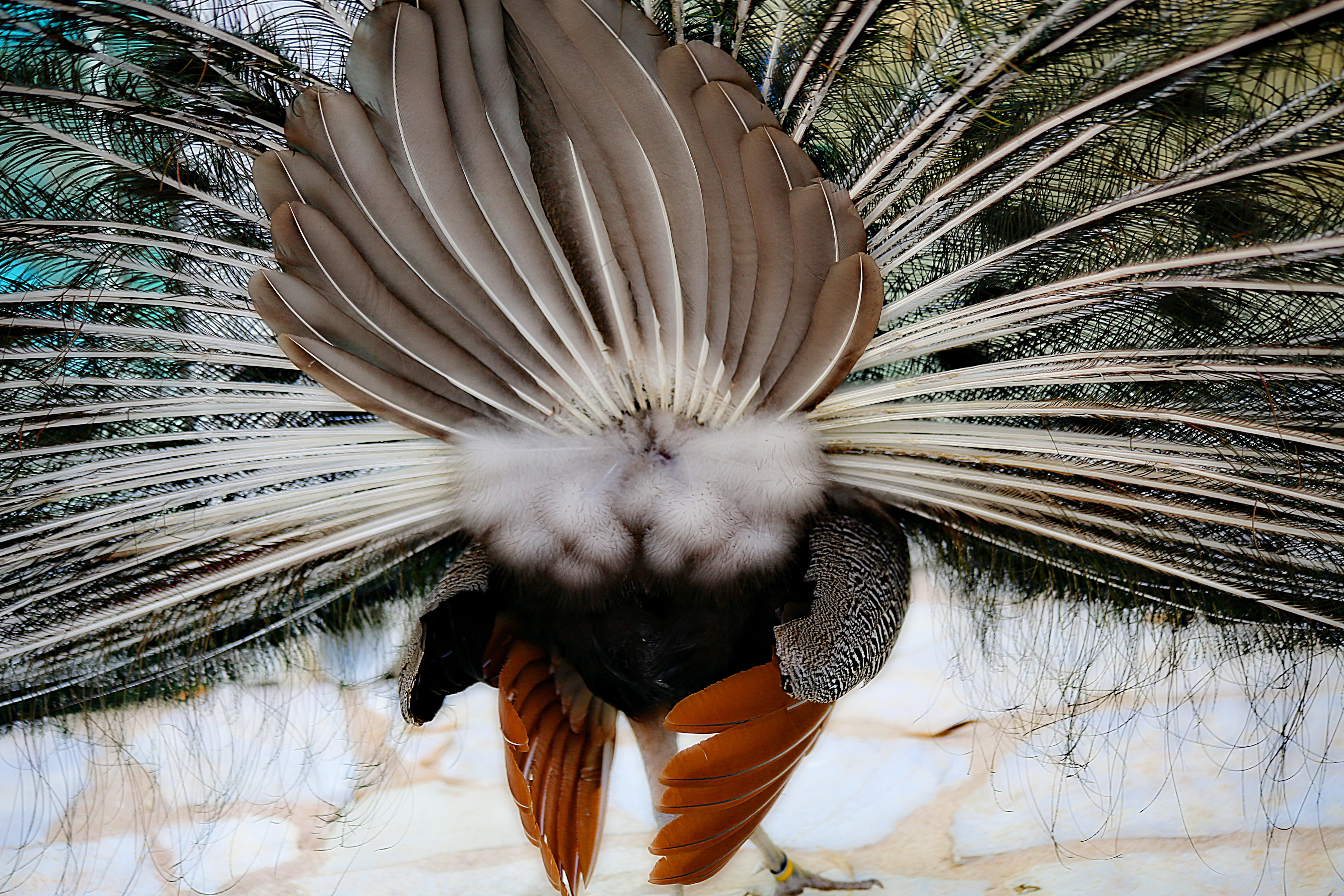 animal wildlife, majestic, Volatile, feather, wheel, one animal, animal, Bird, nature, close-up, tree, animals in the wild, vertebrate, digital composite, HD Wallpaper