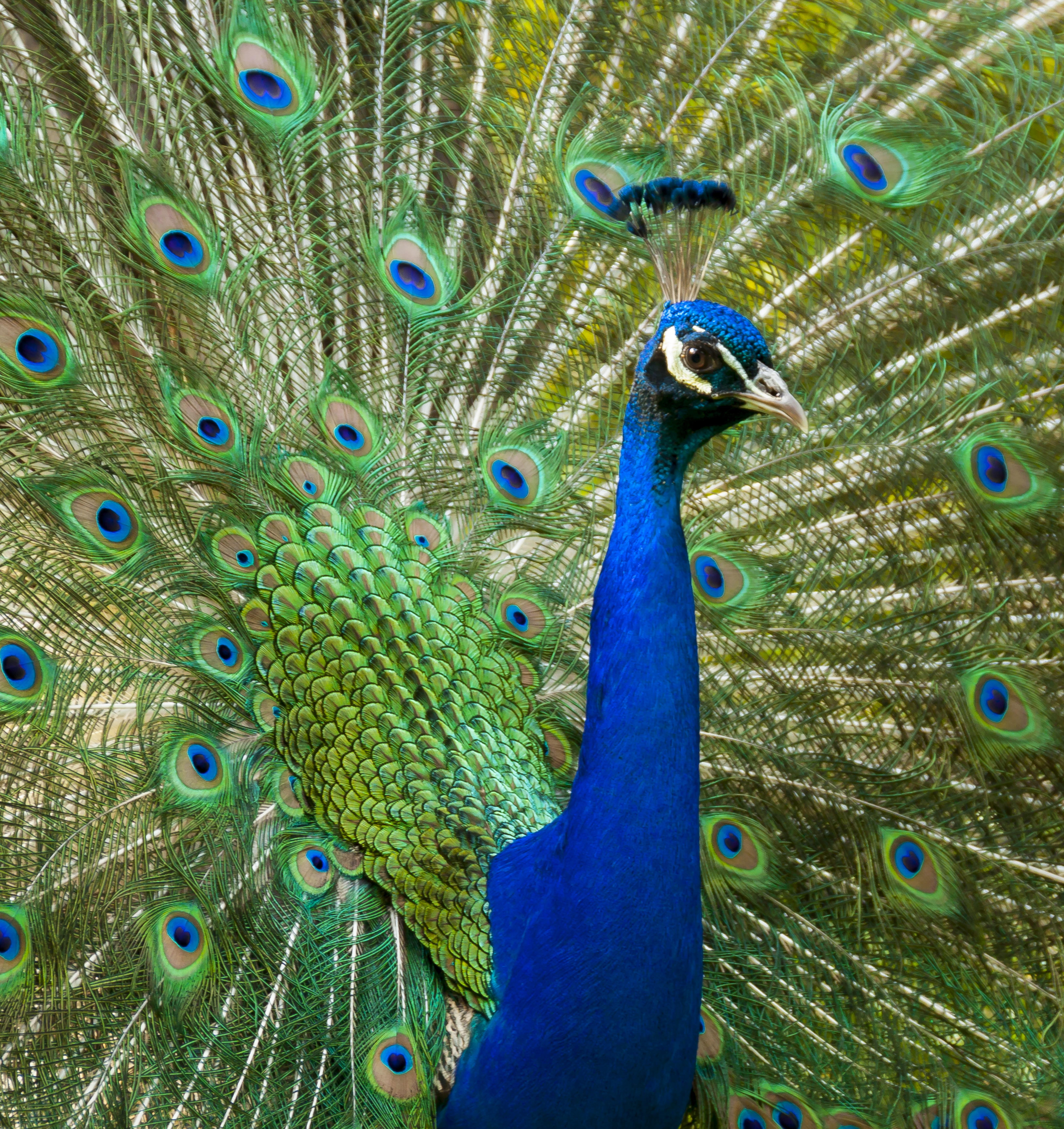outdoors, animal body part, animal head, beauty in nature, fanned out, iridescent, animal wildlife, animal themes, bird, 5K, bill, beautiful, animal, close-up, Phone HD Wallpaper