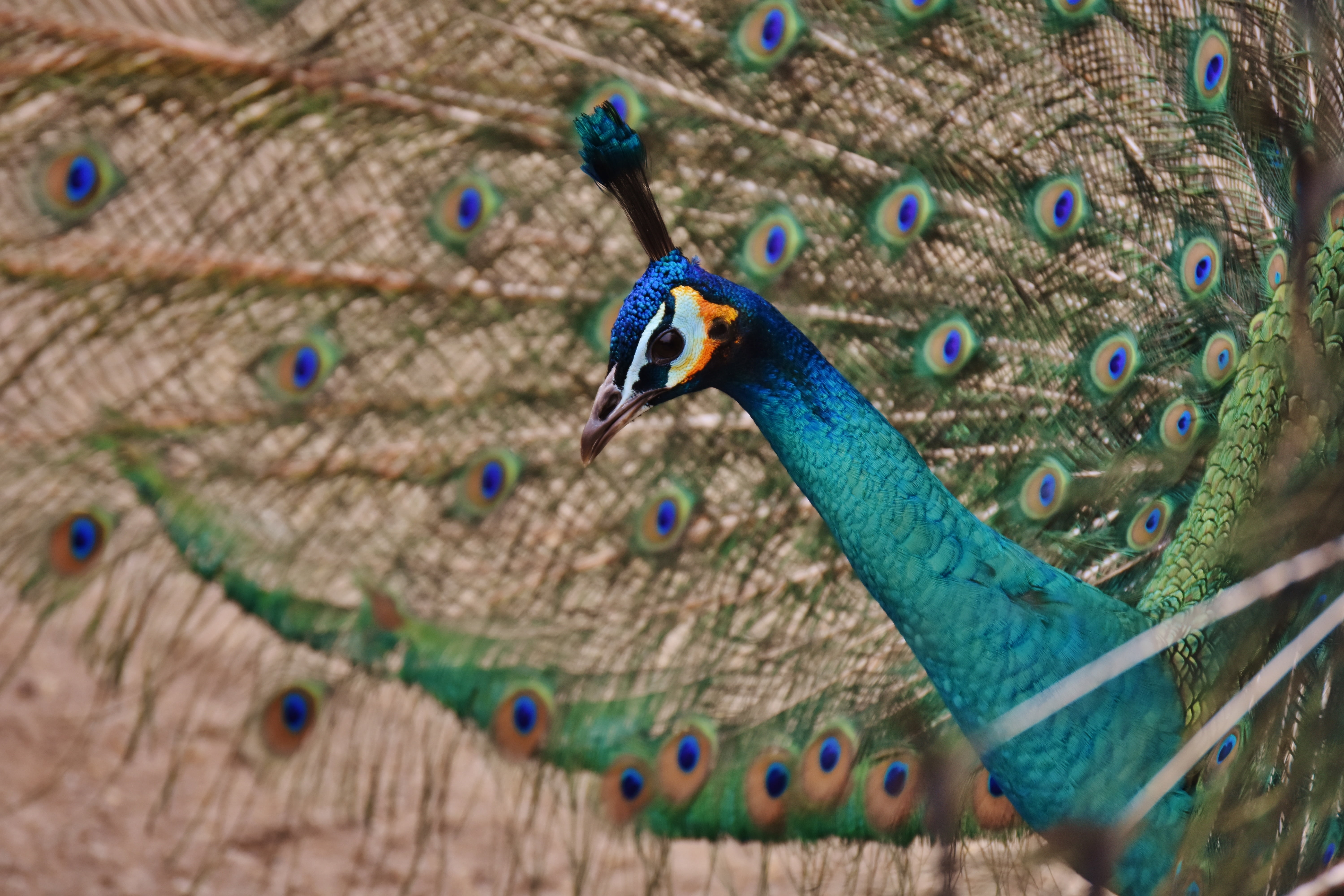 5K, outdoors, indoors, peacock feather, animals in the wild, close-up, bird, wheel, focus on foreground, iridescent, vertebrate, animal wildlife, high angle view, HD Wallpaper