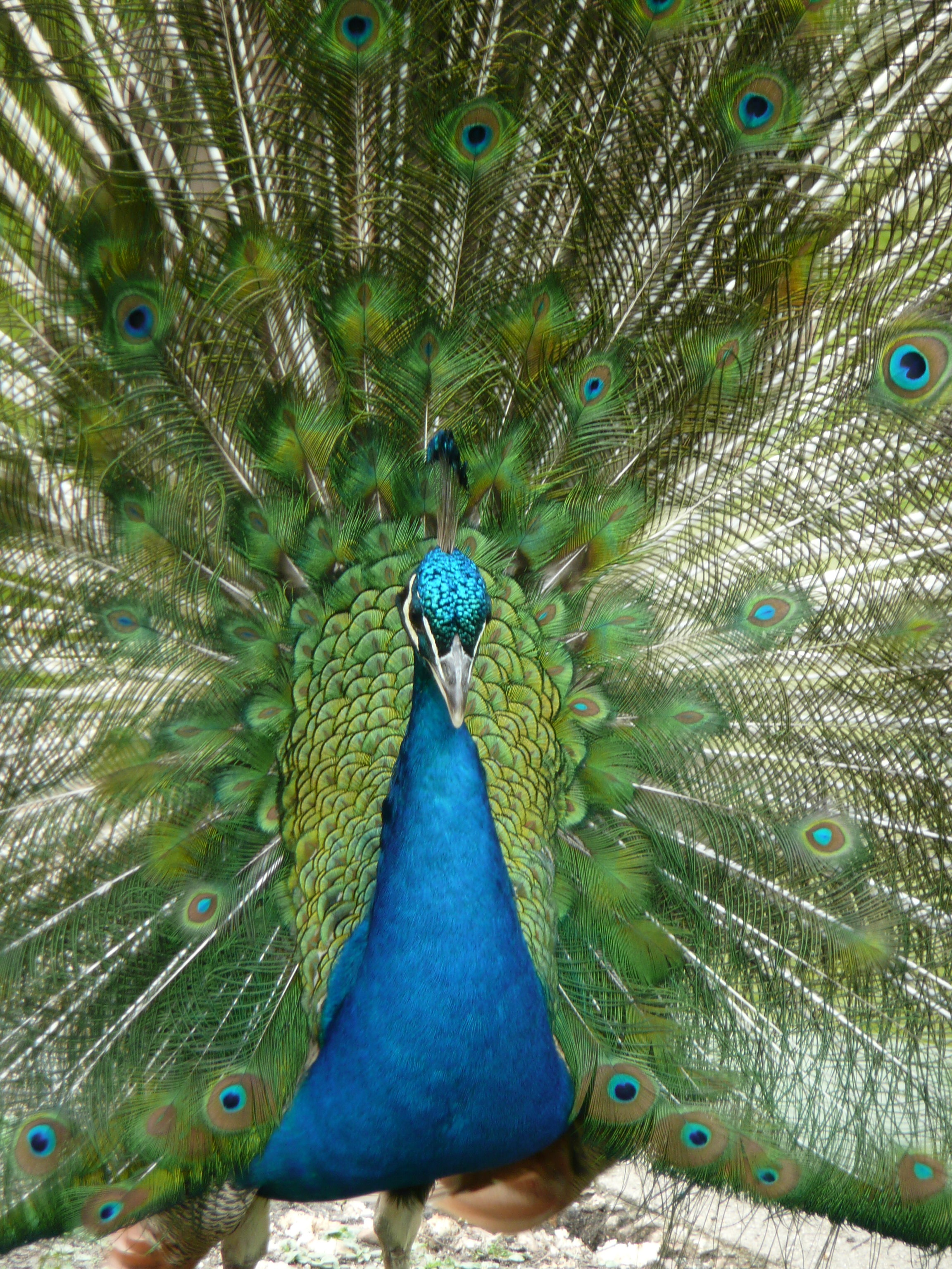 blue, beak, outdoors, animals, 2K, animal head, close-up, vertebrate, feather, animal wildlife, one animal, wheel, peacock, pen, no people, fanned out, Phone HD Wallpaper