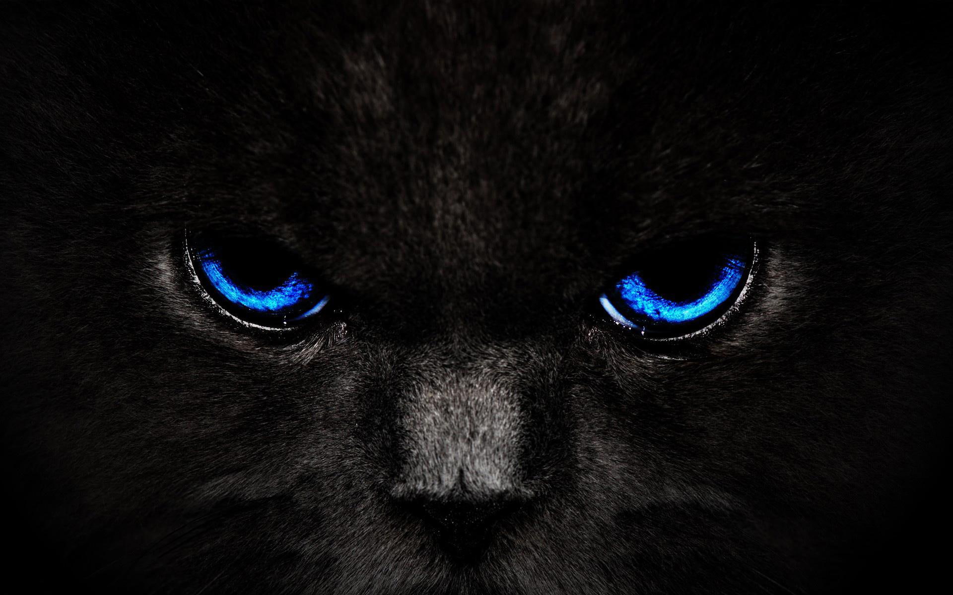 black, eyes, 1080P, eyed, blue, cat, artistic, fantasy, HD Wallpaper
