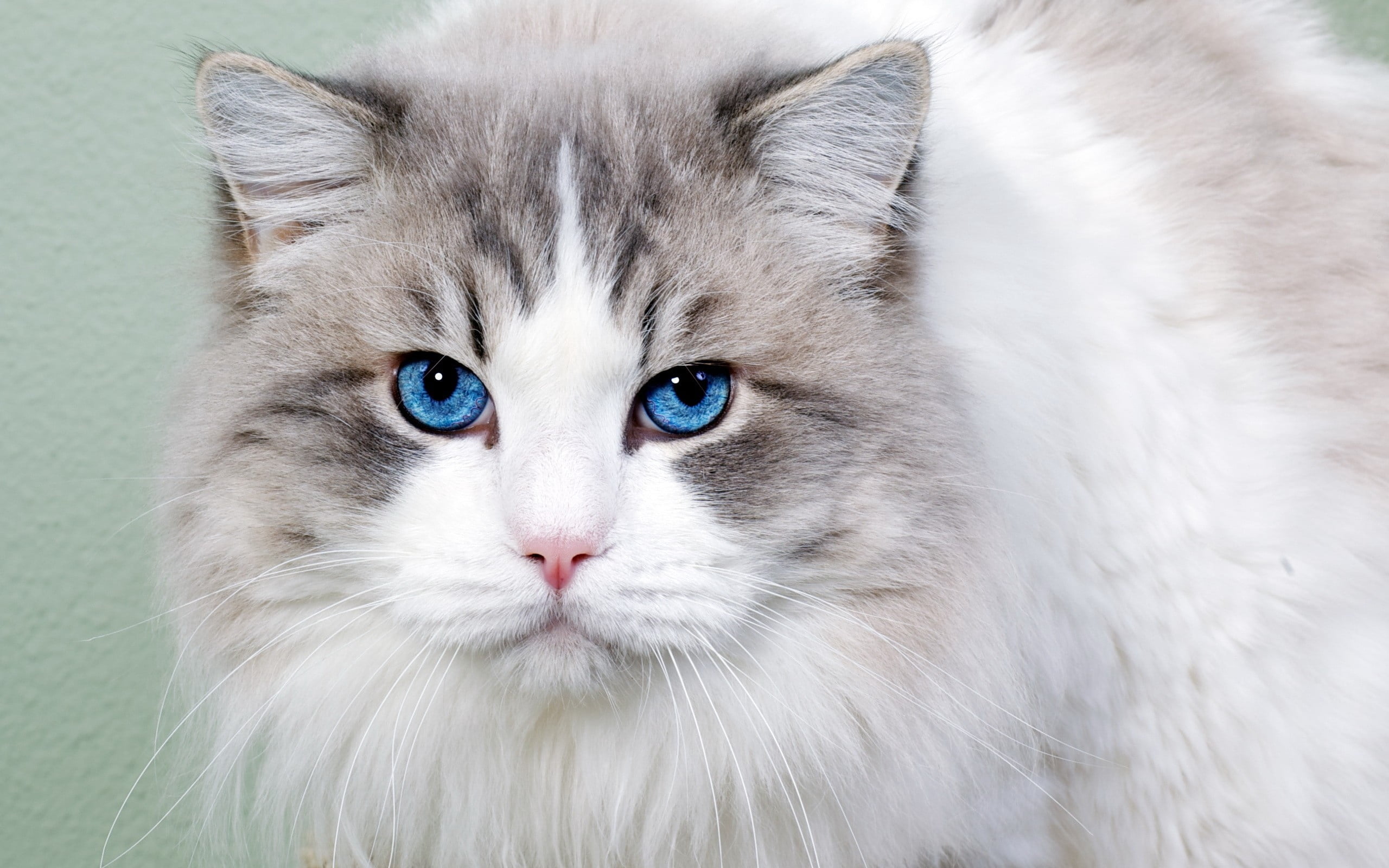 cat, nature, cute, 2K, blue eyes, beautiful, mammal, animal themes, face, gray, hair, animal Hair, one Animal, tabby, young Animal, human Face, animal Head, HD Wallpaper