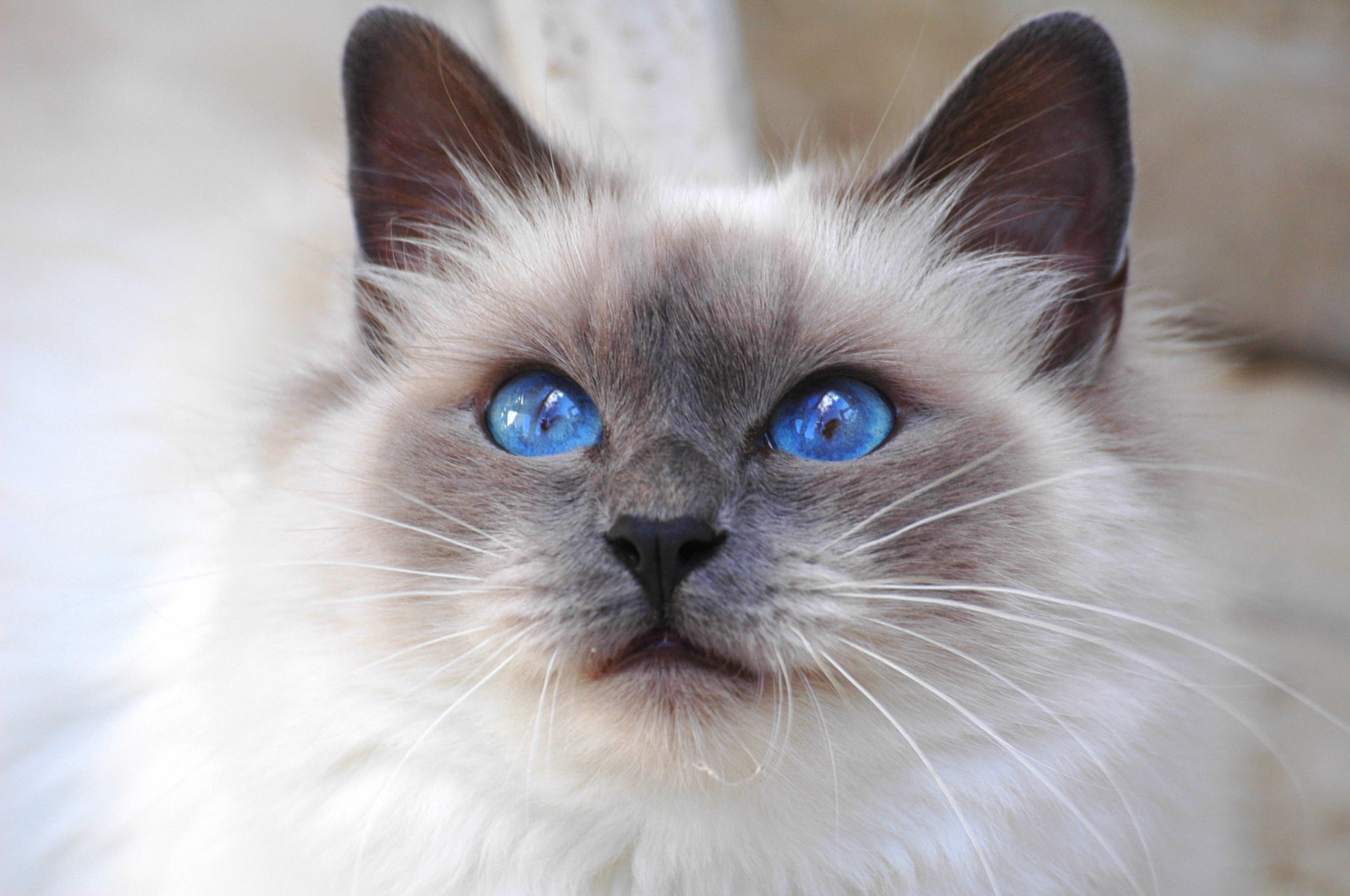 Cat, breed, 1080P, Burmese, blue eyes, Sacred Birman, blue-eyed, look, Saint Birman, HD Wallpaper