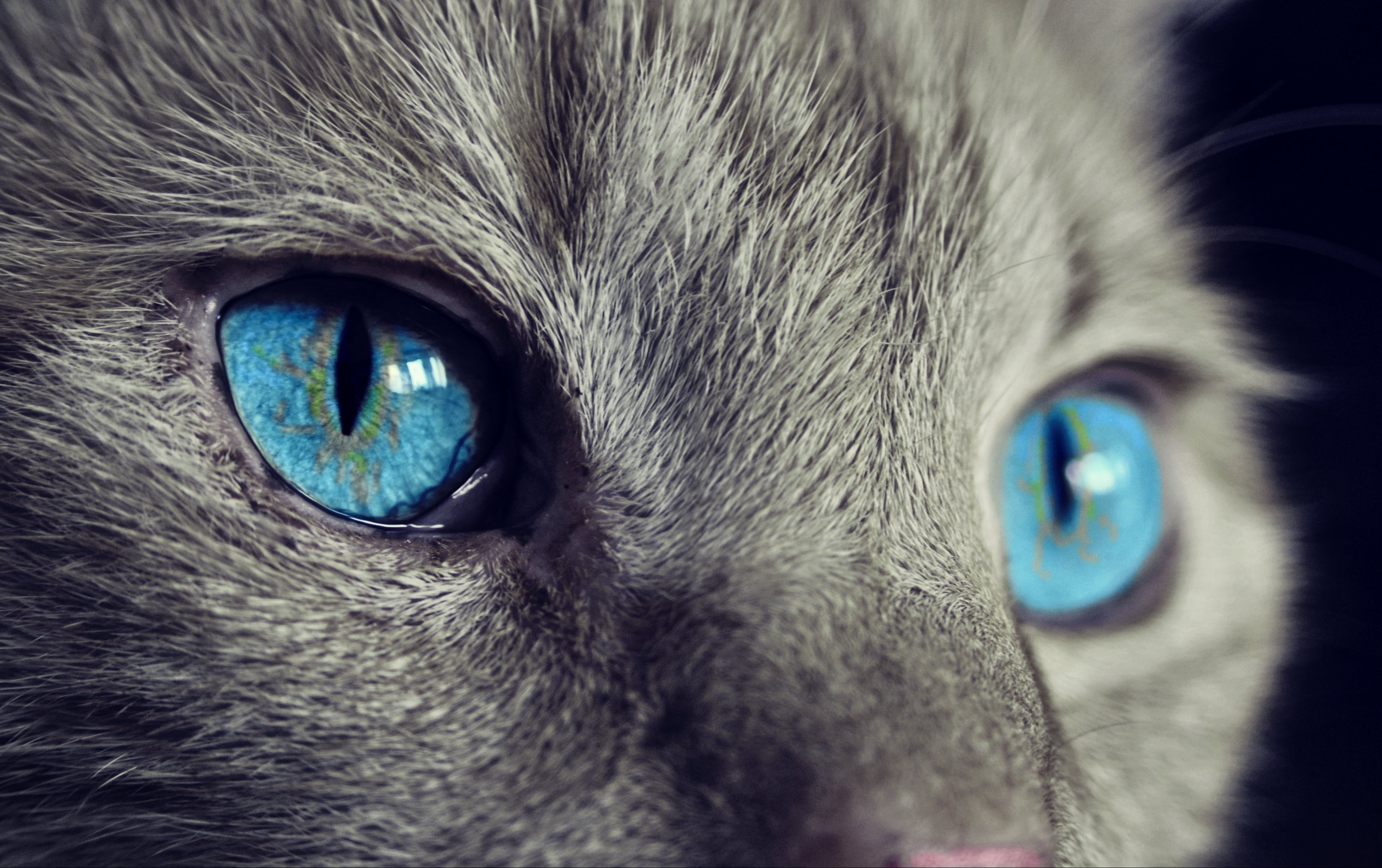 animal body part, fur, domestic Animals, staring, animal, no people, blue eyes, feline, vertebrate, pets, face, grey, animal themes, eyed, close-up, cute, HD Wallpaper