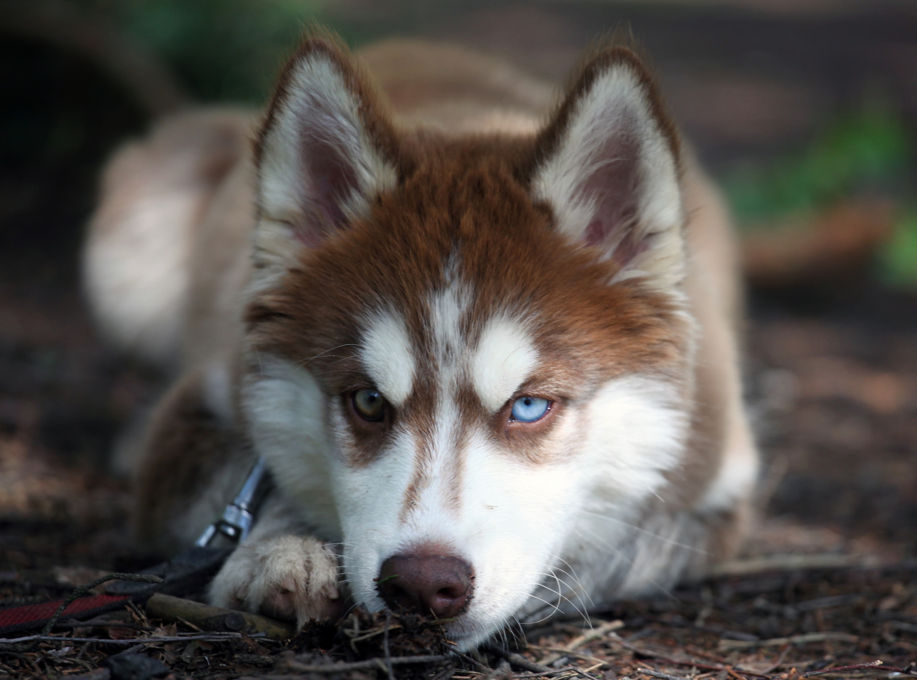 animal themes, Blue, copper, front view, portrait, day, Husky, whisker, animal eye, animal head, close-up, canine, Pets, Animals, no people, looking at camera, HD Wallpaper