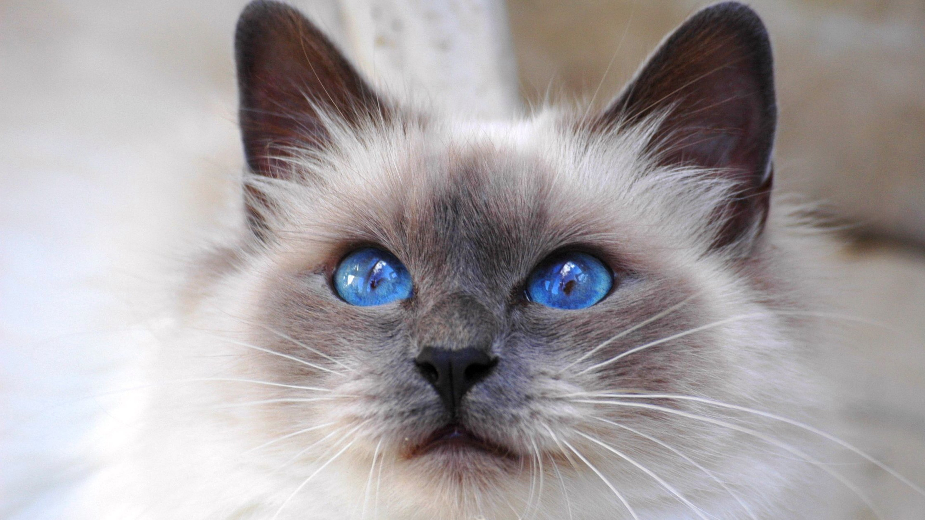 domestic cat, no people, animal, looking at camera, domestic, portrait, 4K, animal eye, mammal, one animal, whisker, animal themes, blue eyes, cute blue eyed cat picture, HD Wallpaper