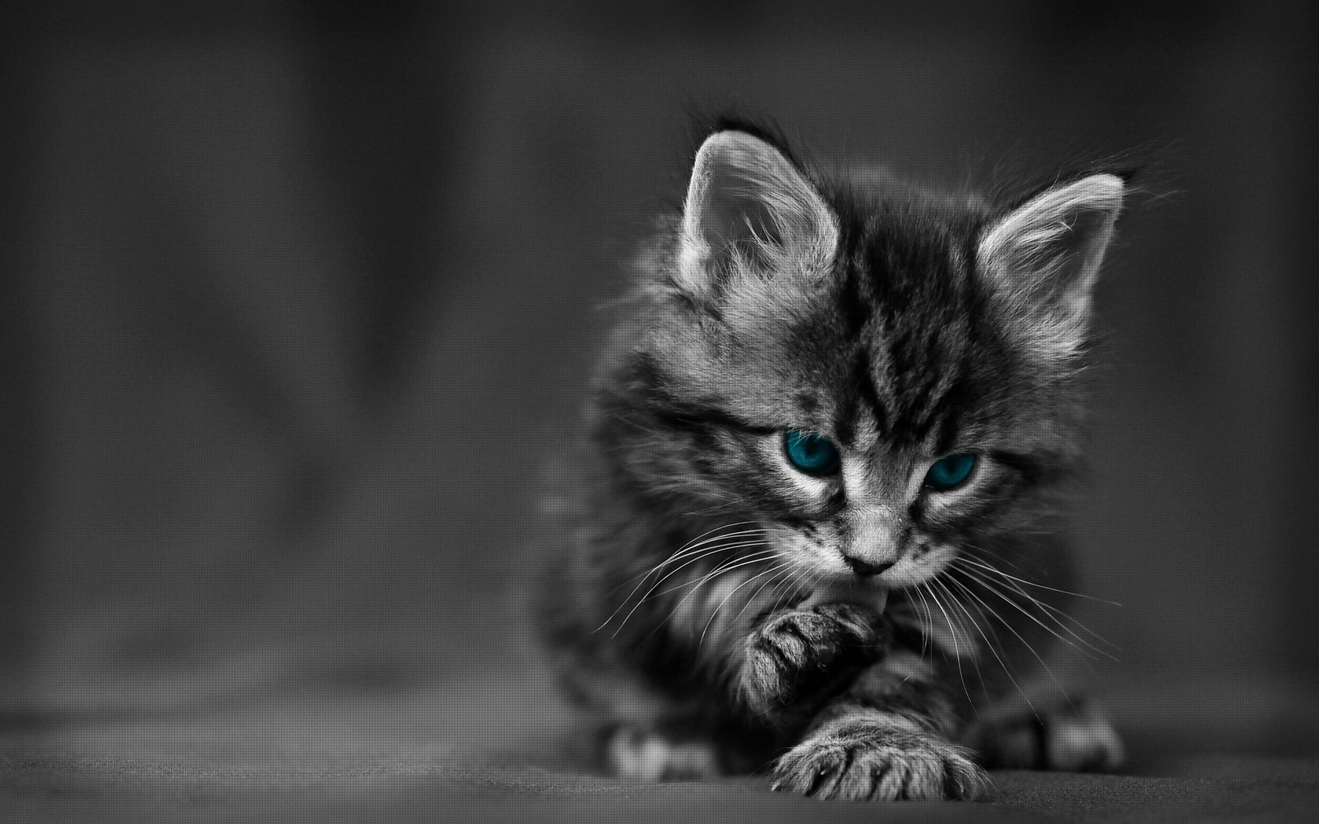 no people, looking, beautiful, tabby, animal body part, focus on foreground, furry, kitten, small, mammal, domestic, gray, black Color, one Animal, domestic Animals, HD Wallpaper