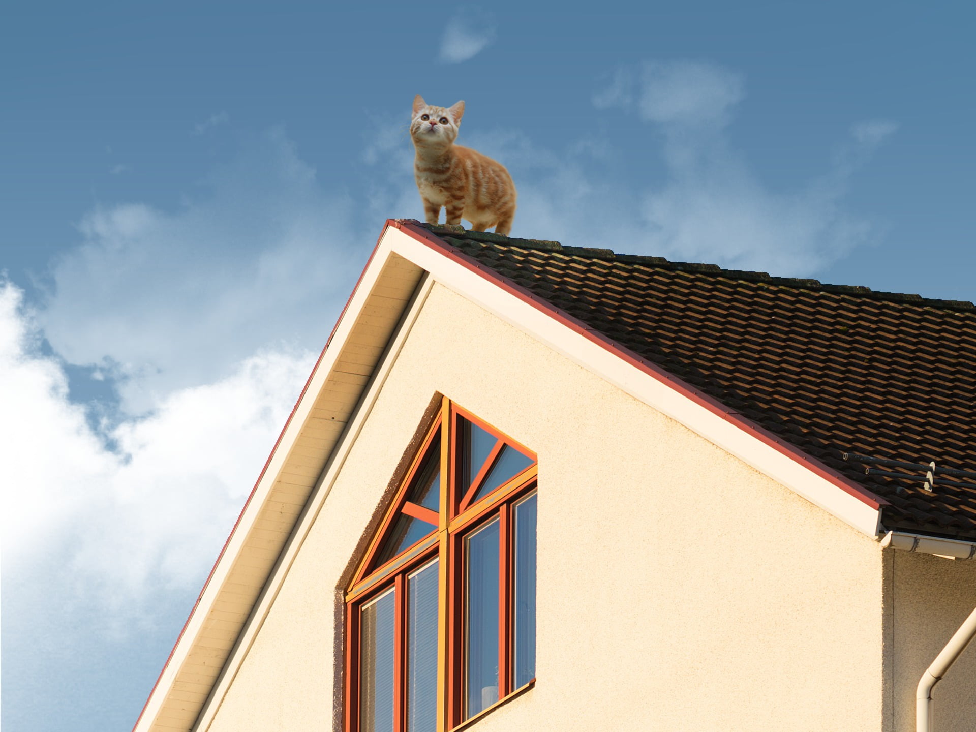 domestic animals, cloud - sky, 1080P, rooftops, one animal, sky, domestic cat, animal themes, animal, house, mammal, no people, built structure, feline, HD Wallpaper
