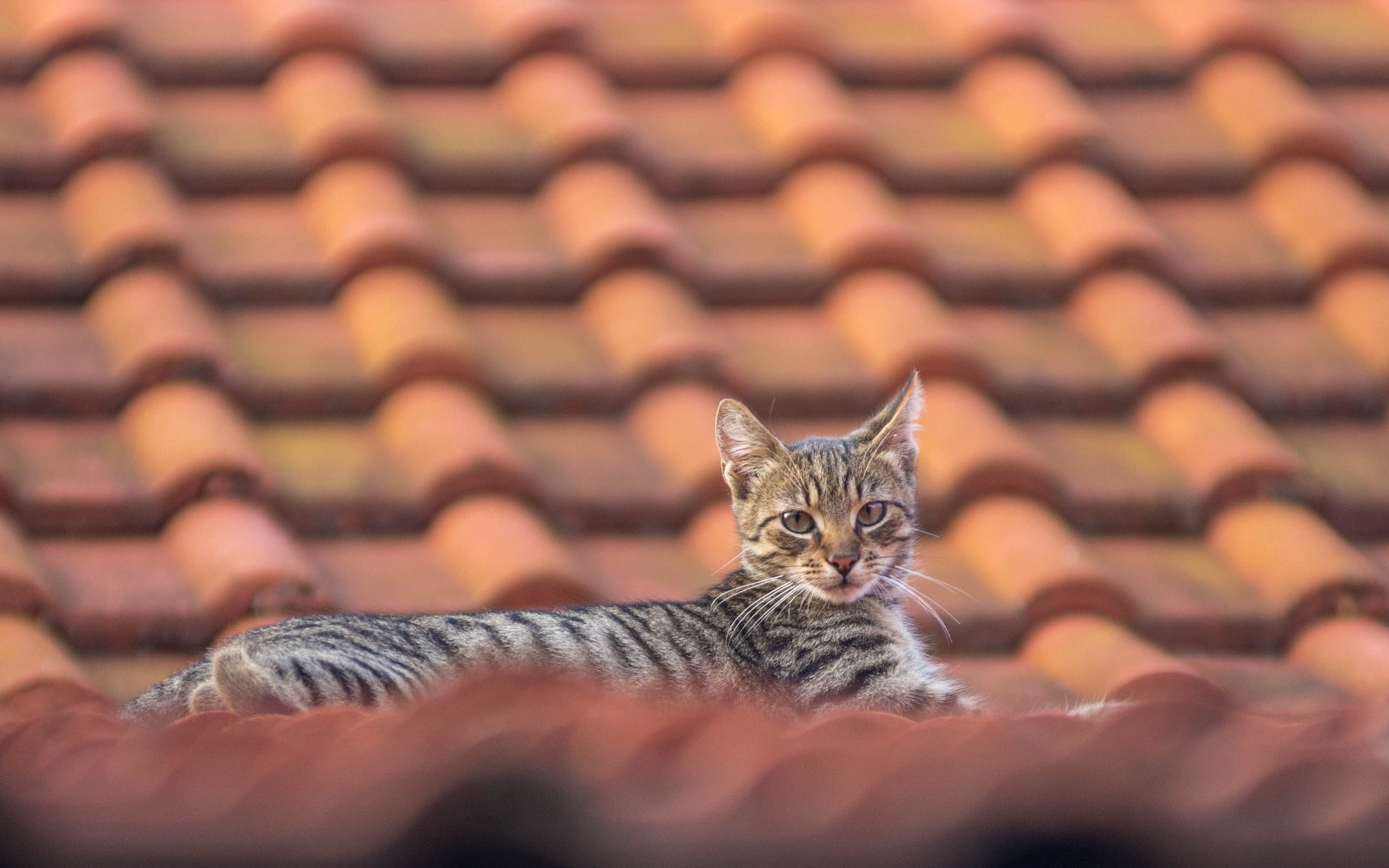 domestic animals, animals, whisker, cat, furniture, rooftops, tabby, 1080P, feline, domestic, pets, no people, portrait, bed, looking at camera, one animal, HD Wallpaper
