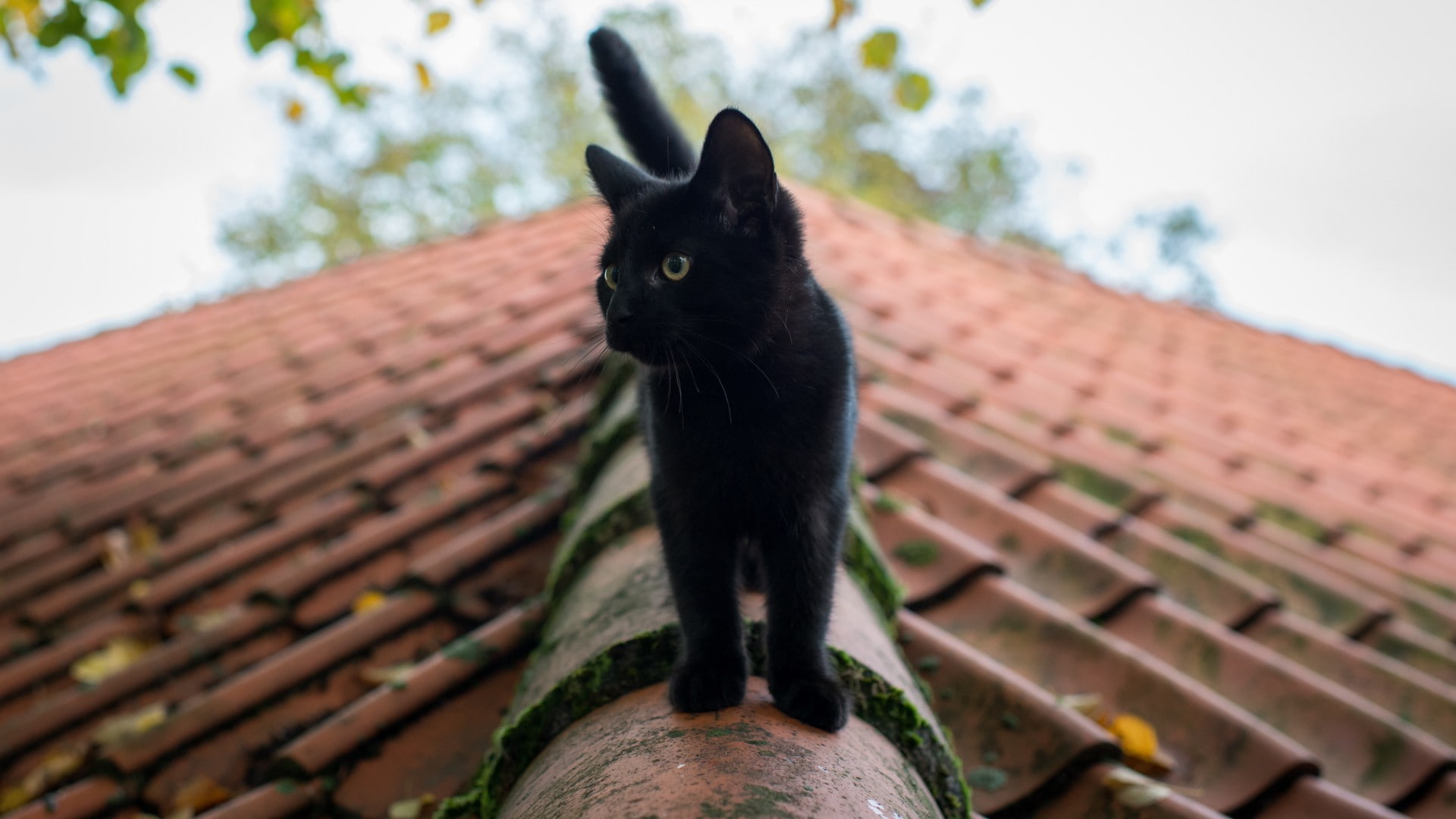 sky, animals, animal, mammal, roof tile, animal head, built structure, rooftops, one animal, black color, domestic cat, animal themes, brick, feline, 1080P, HD Wallpaper