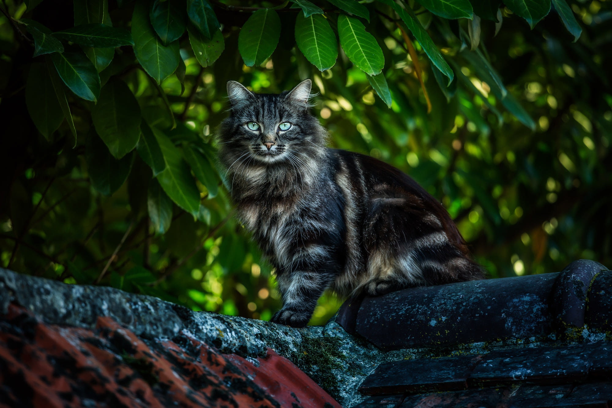1080P, leaves, plants, rooftops, cat, animals, HD Wallpaper