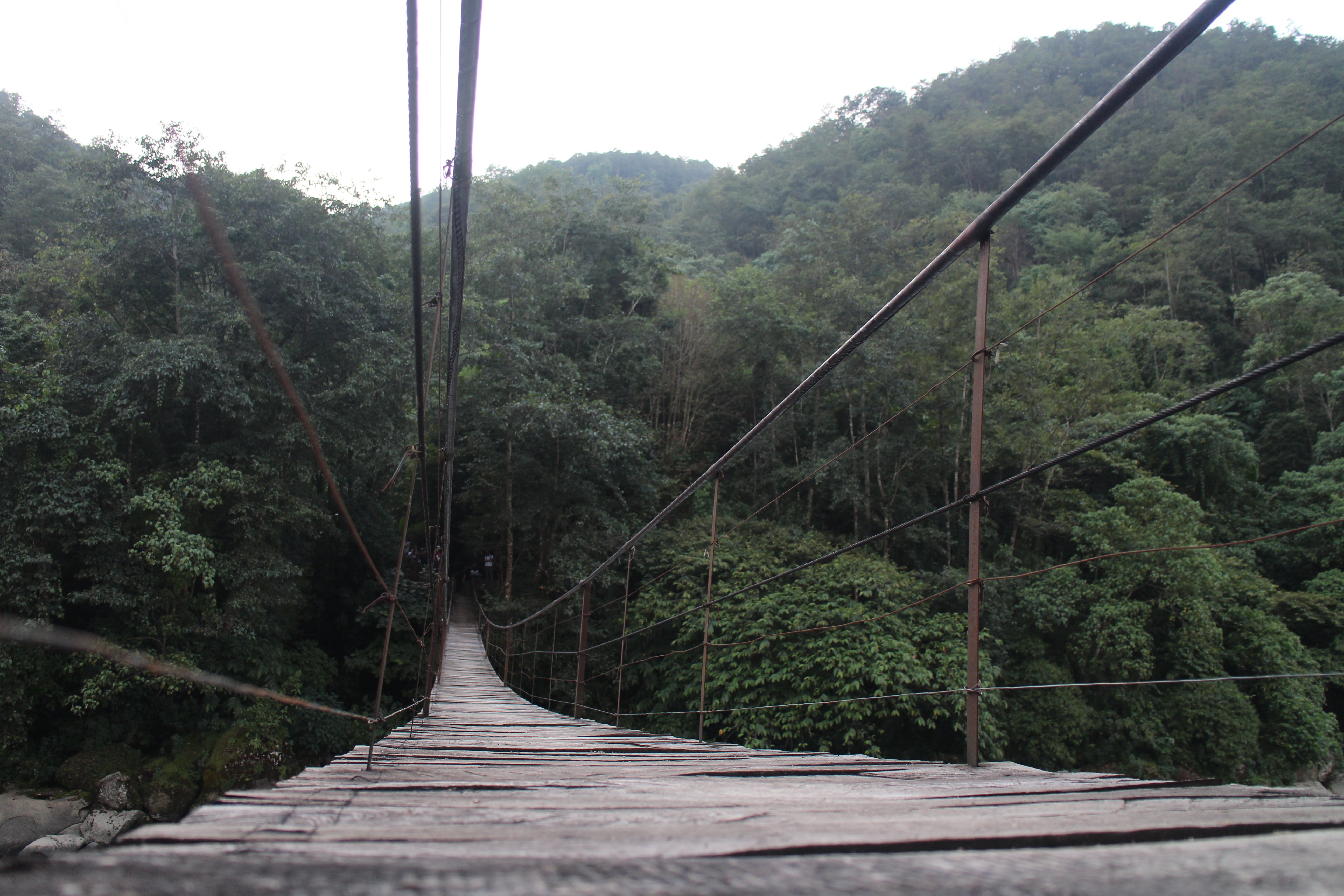 tree, nature, landscape, wooden, foliage, transportation, the way forward, plant, brown, day, wooden bridge, trees, near, connection, 5K, hanging bridge, HD Wallpaper
