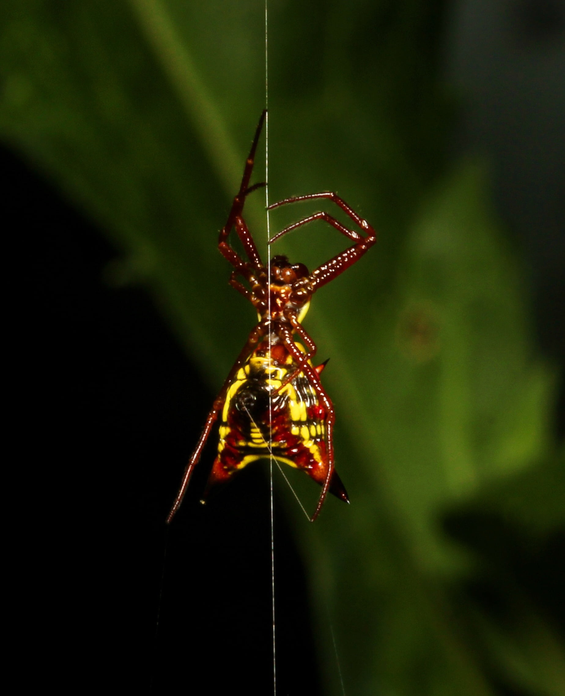 hanging, spider, web, animal body part, plant part, beauty in nature, one animal, day, hang, animal themes, colorful, leaf, invertebrate, 1080P, animals in the wild, Phone HD Wallpaper