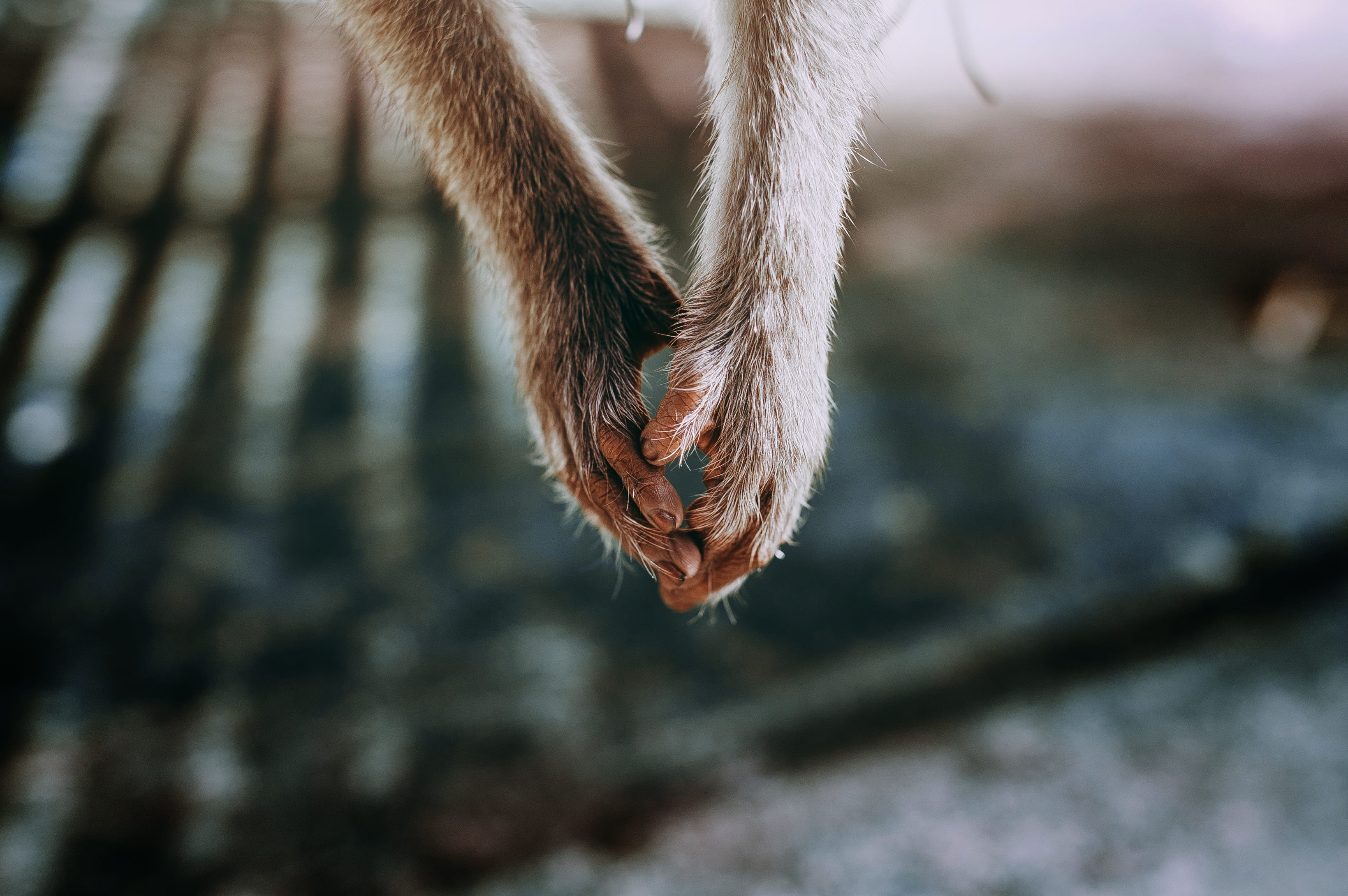 mammal, day, close-up, monkey, lonely, animal themes, animal, animal body part, 2K, nature, low section, one animal, focus on foreground, animal leg, selective focus, HD Wallpaper