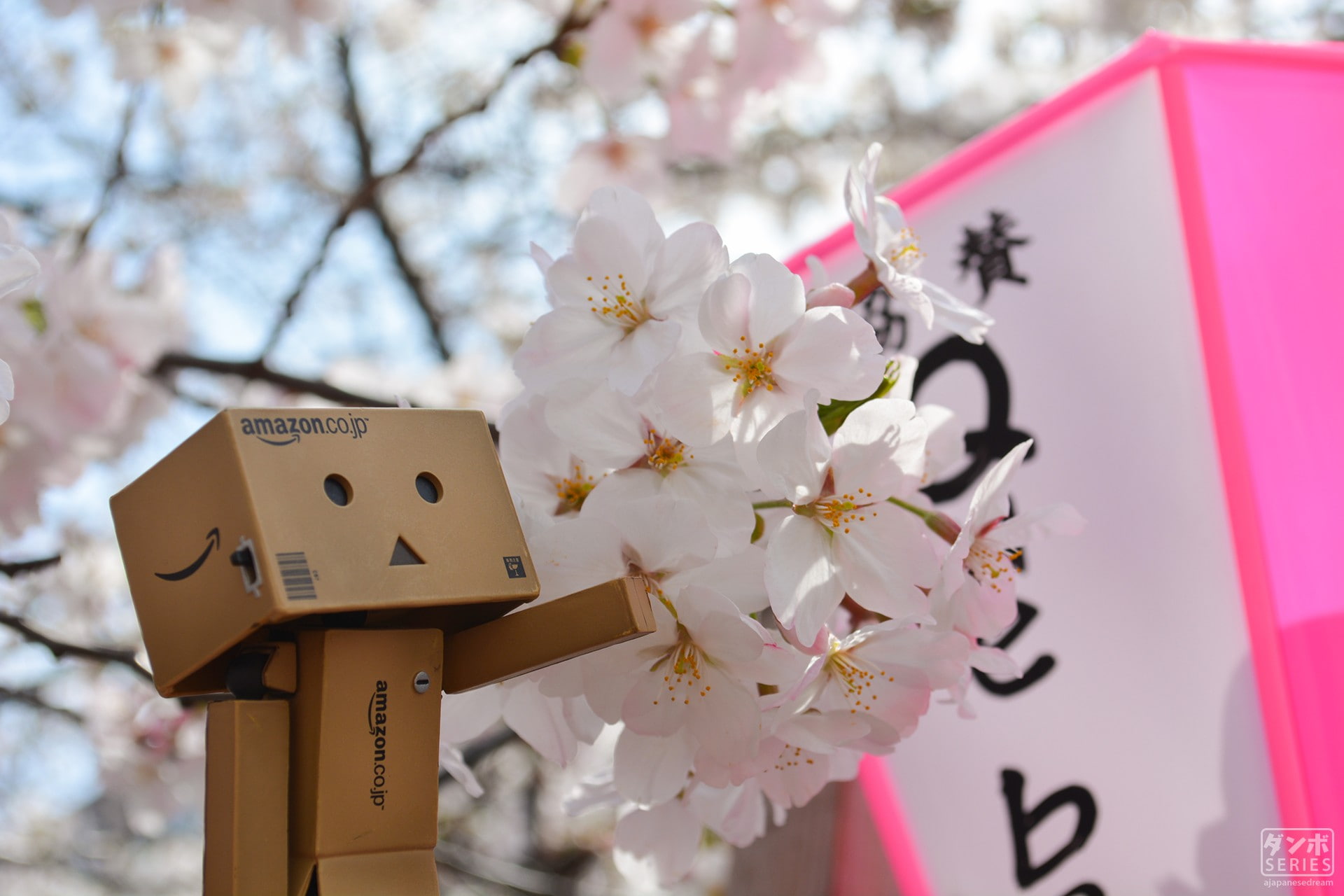 day, flower, vulnerability, beauty in nature, tree, blossom, plant, springtime, growth, fragility, focus on foreground, flower head, cherry tree, petal, HD Wallpaper